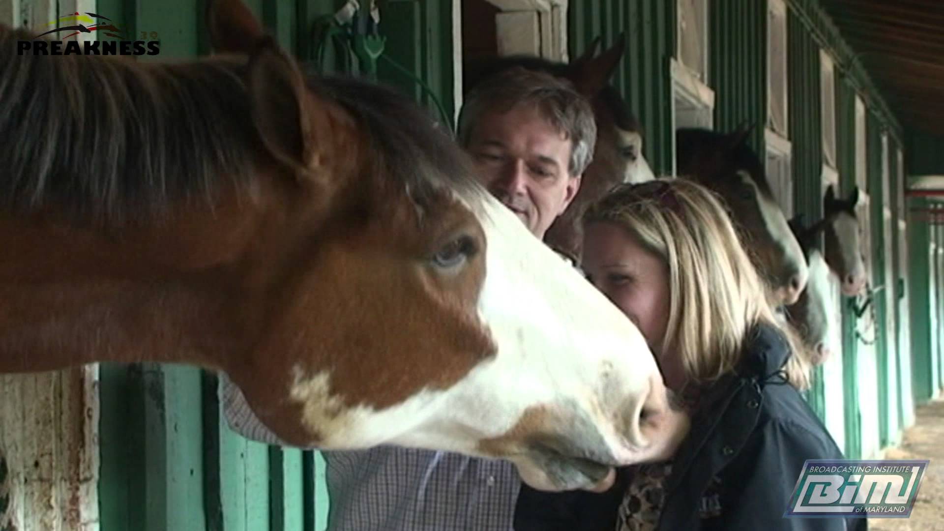 Interview with Daniel Mast of the Suttler Post Farm Clydesdales ...