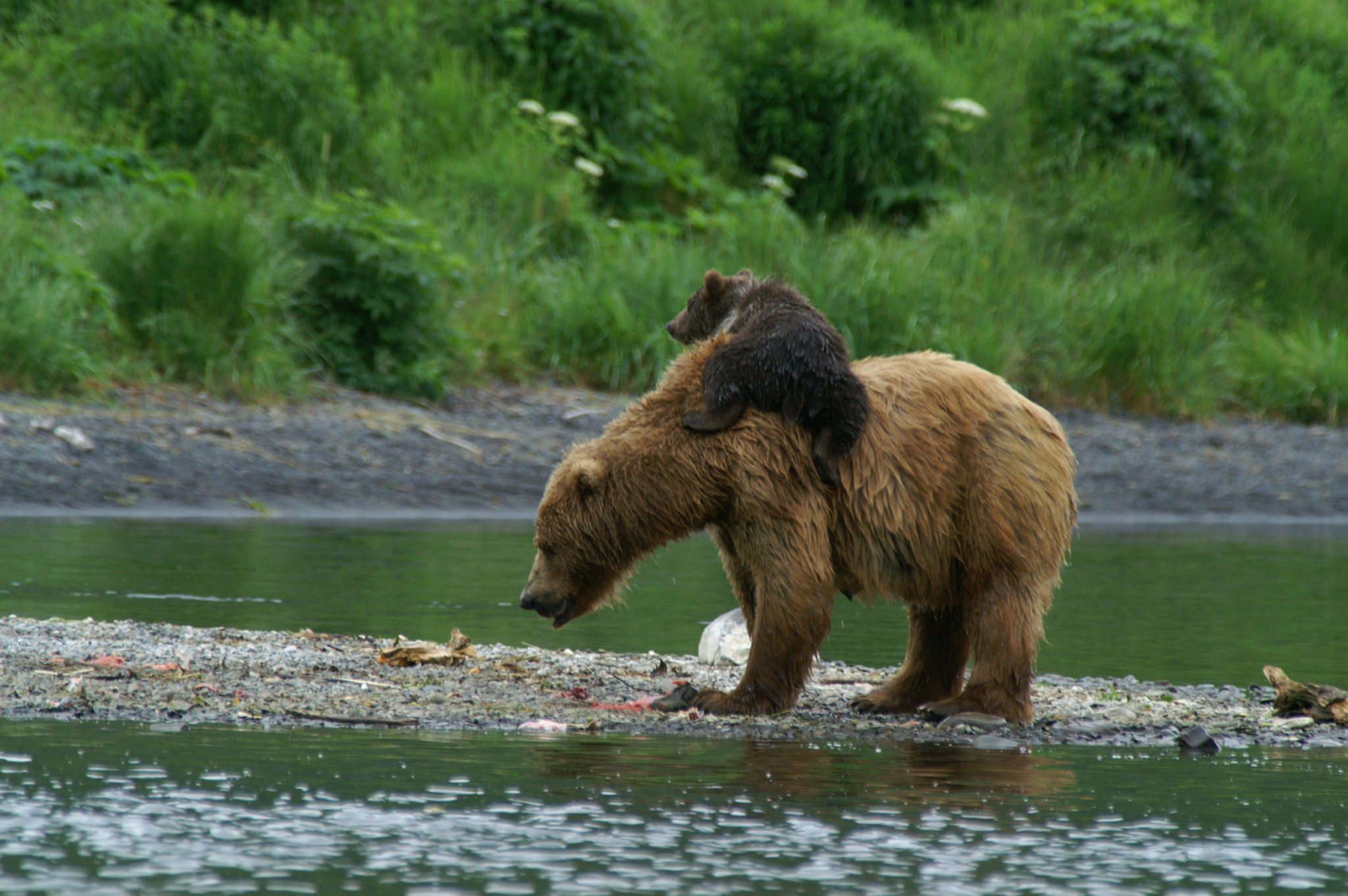 Grizzly Bears vs Brown Bears : Differences | Alaska Tours