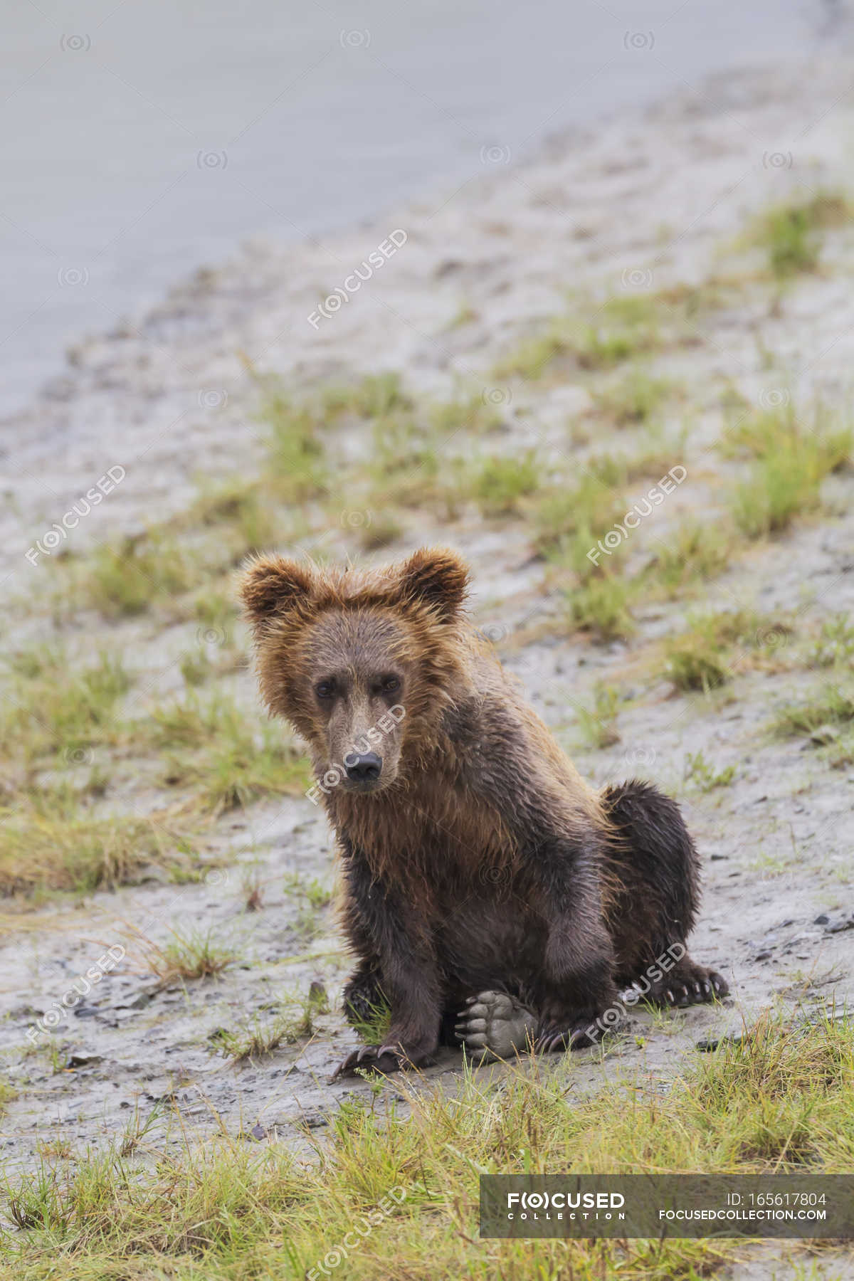 Coastal brown bear spring cub — Stock Photo | #165617804