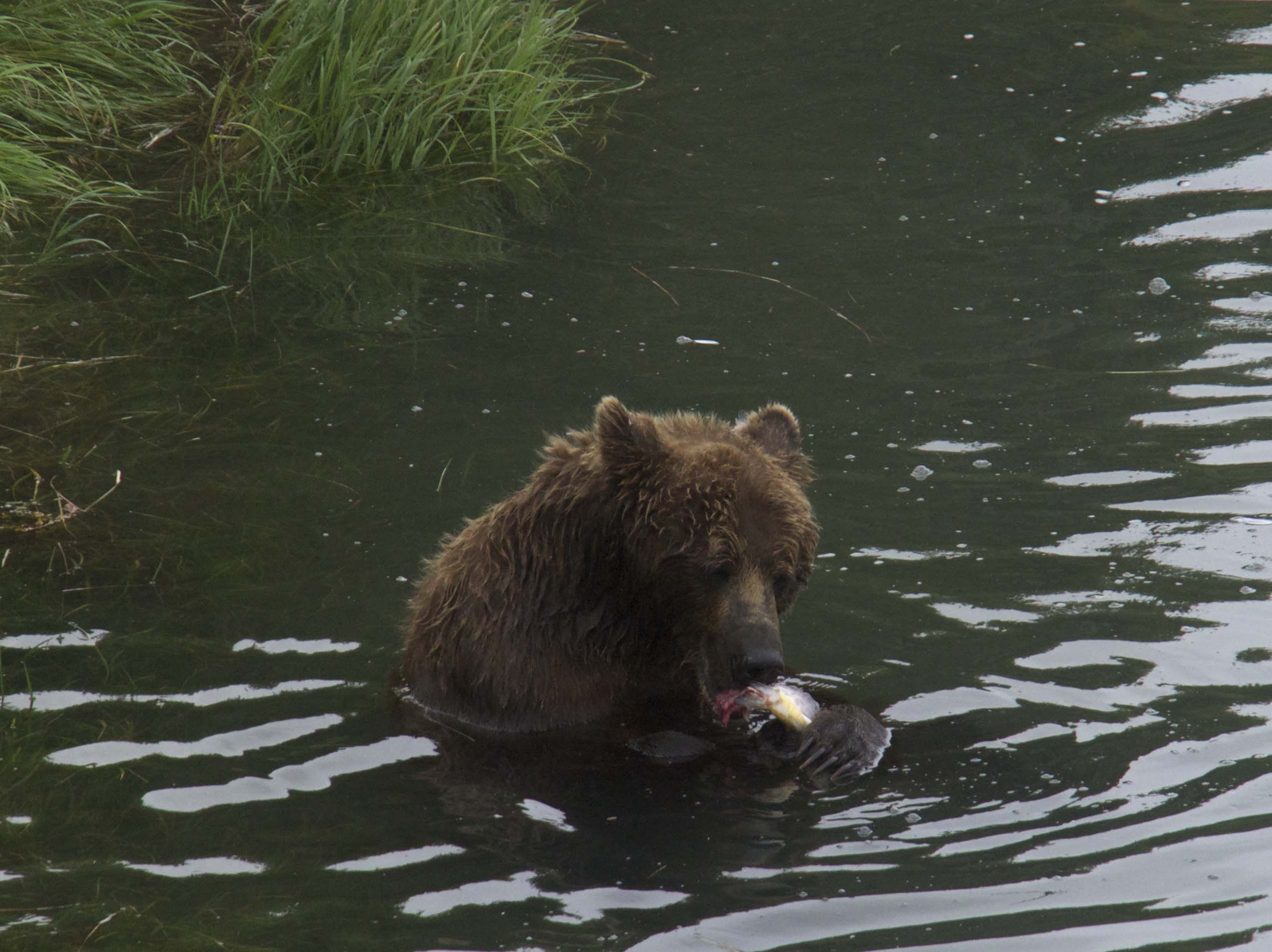 Viewing coastal brown bears | Alaska Public Media