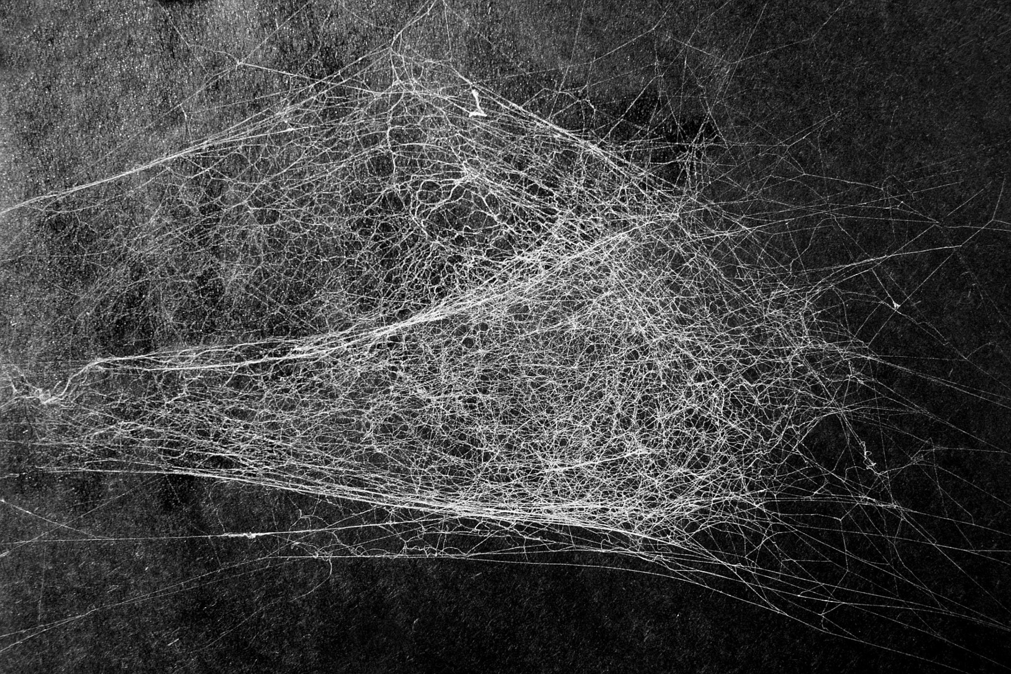 Introducing The Cobweb – Sam Holmes – Medium