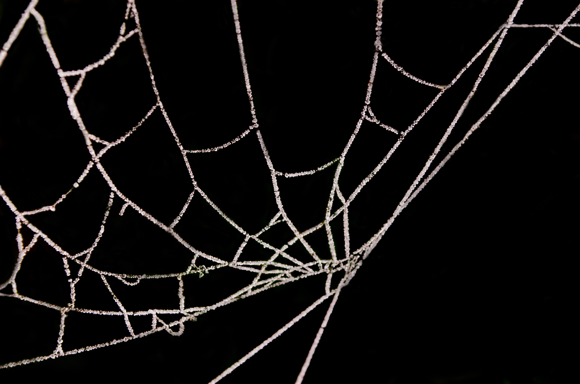 Frozen Cobweb Free Stock Photo - Public Domain Pictures