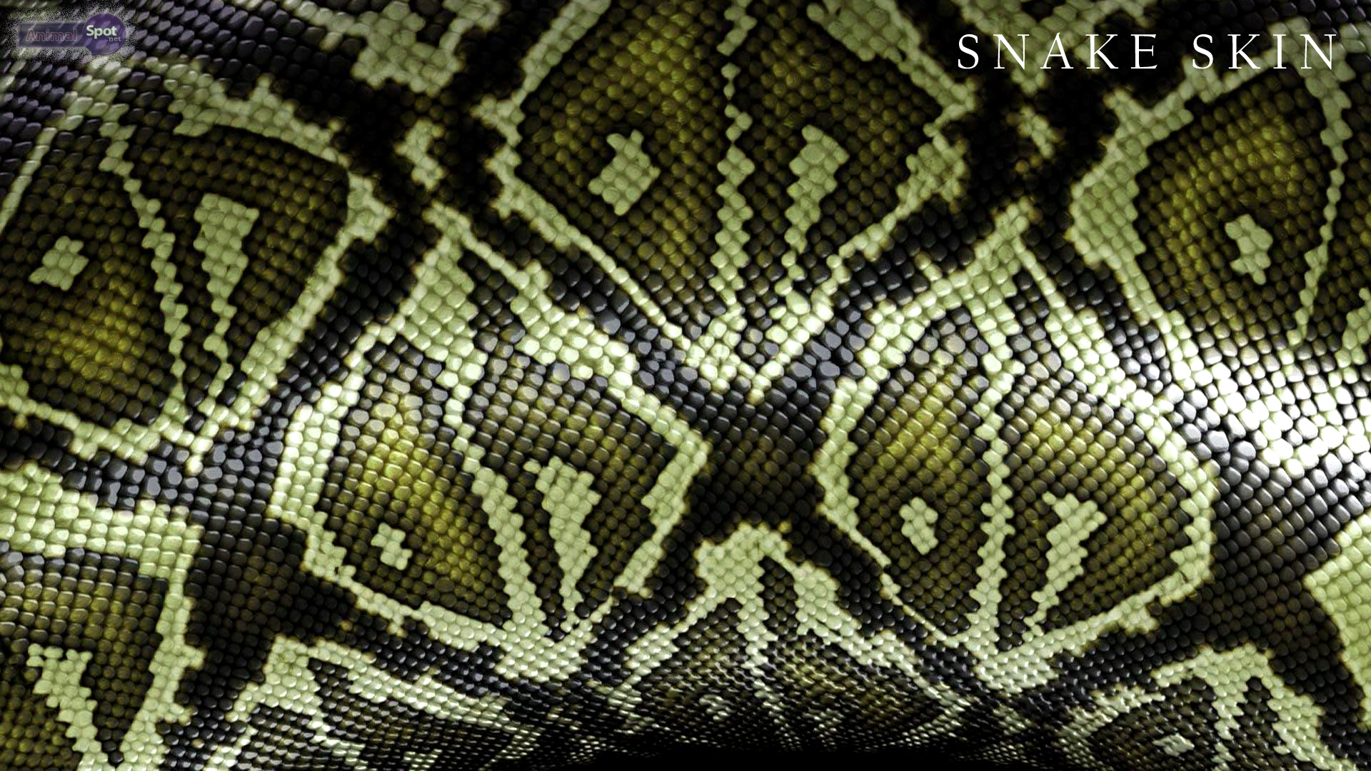 Snake Skin - Nisartmacka.com