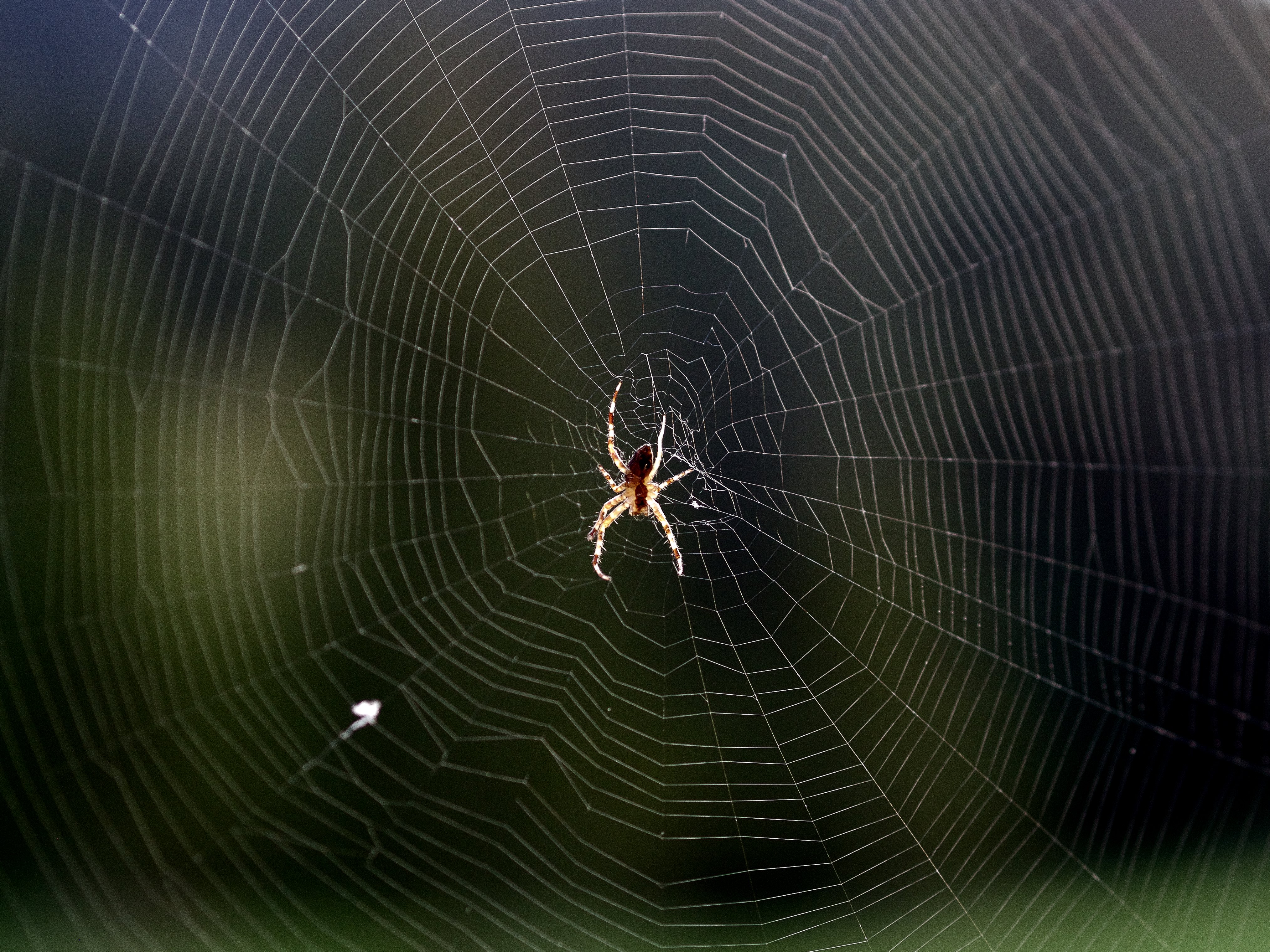 FreeUse - Insect cobweb spider spider's web high quality photo