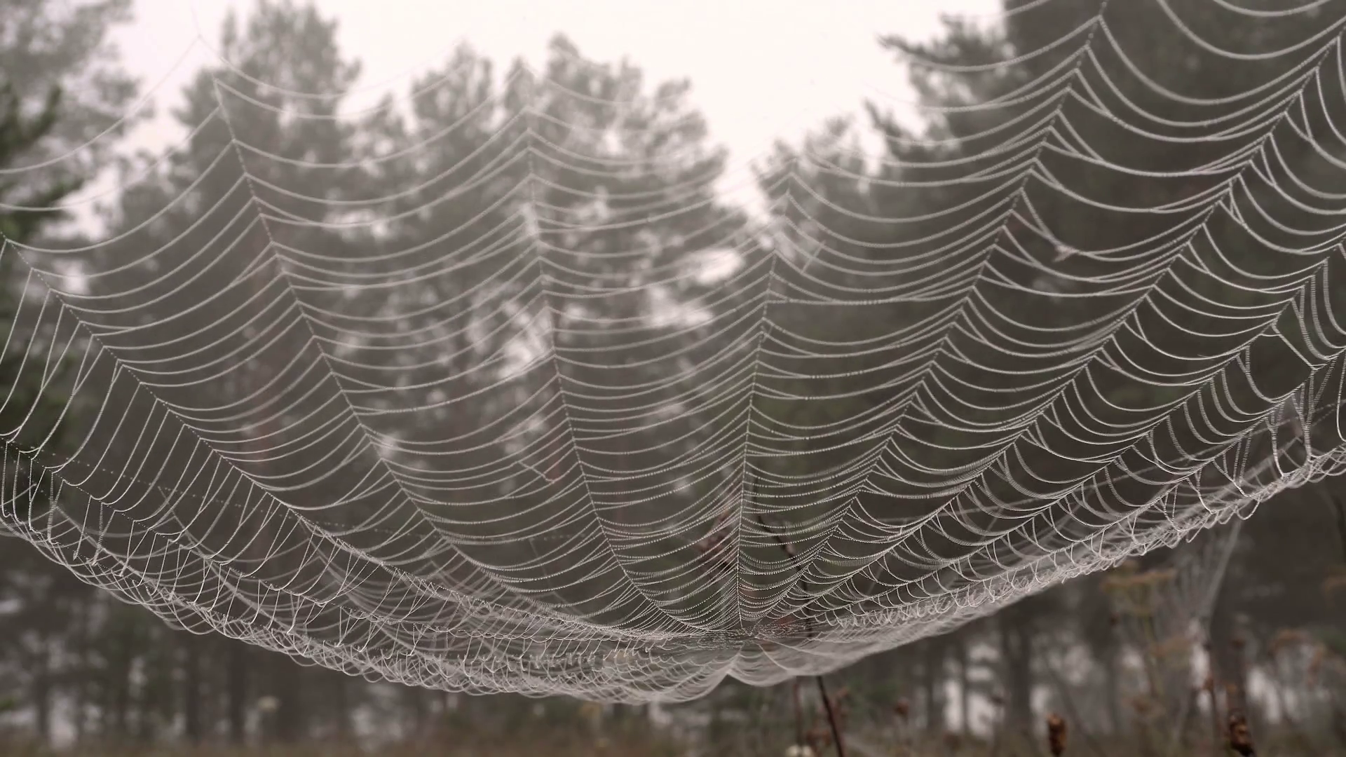 Large Cobweb in Droplets of Dew Against Background of a Misty Forest ...