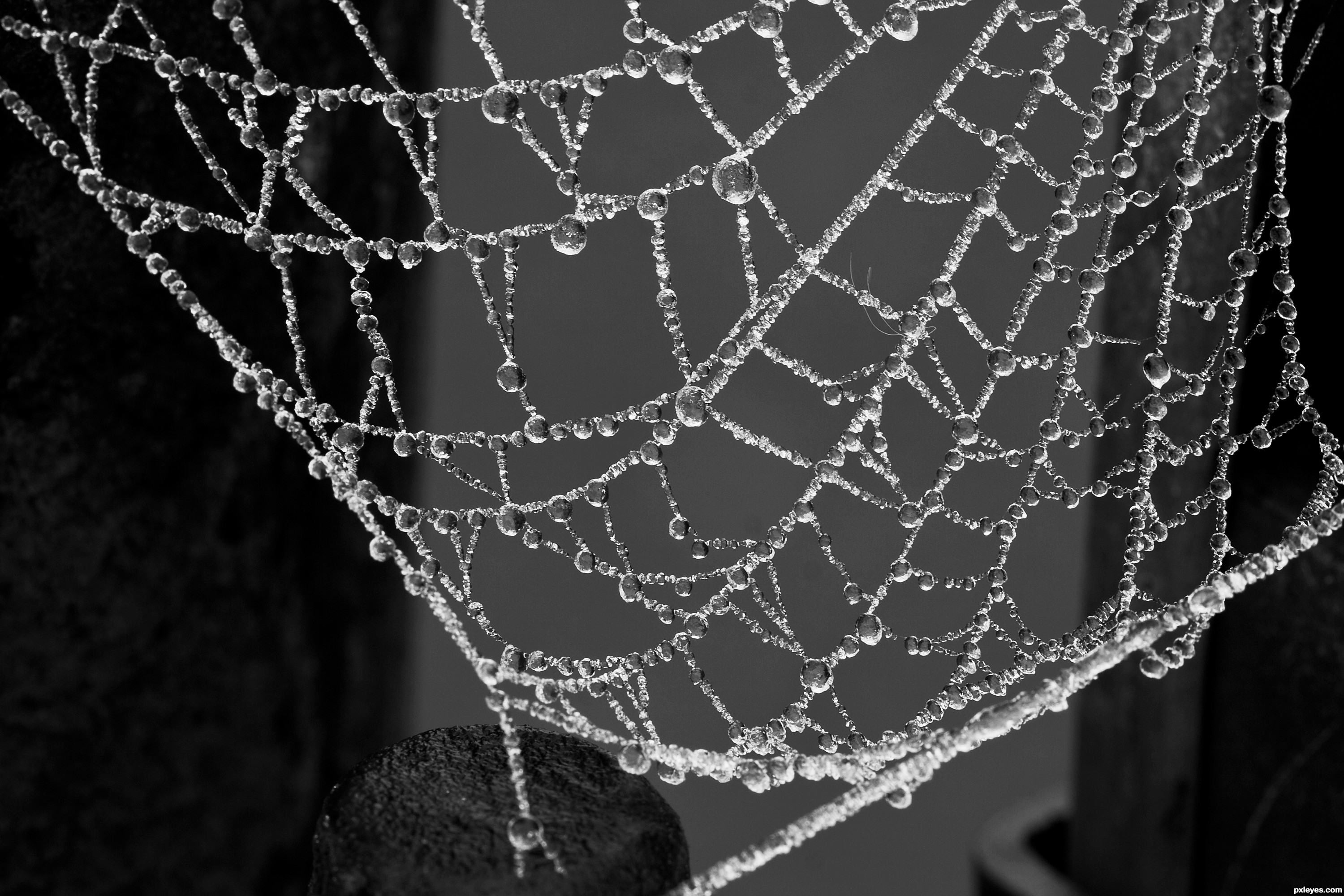 Cobweb picture, by shanta4 for: dew 2 photography contest - Pxleyes.com