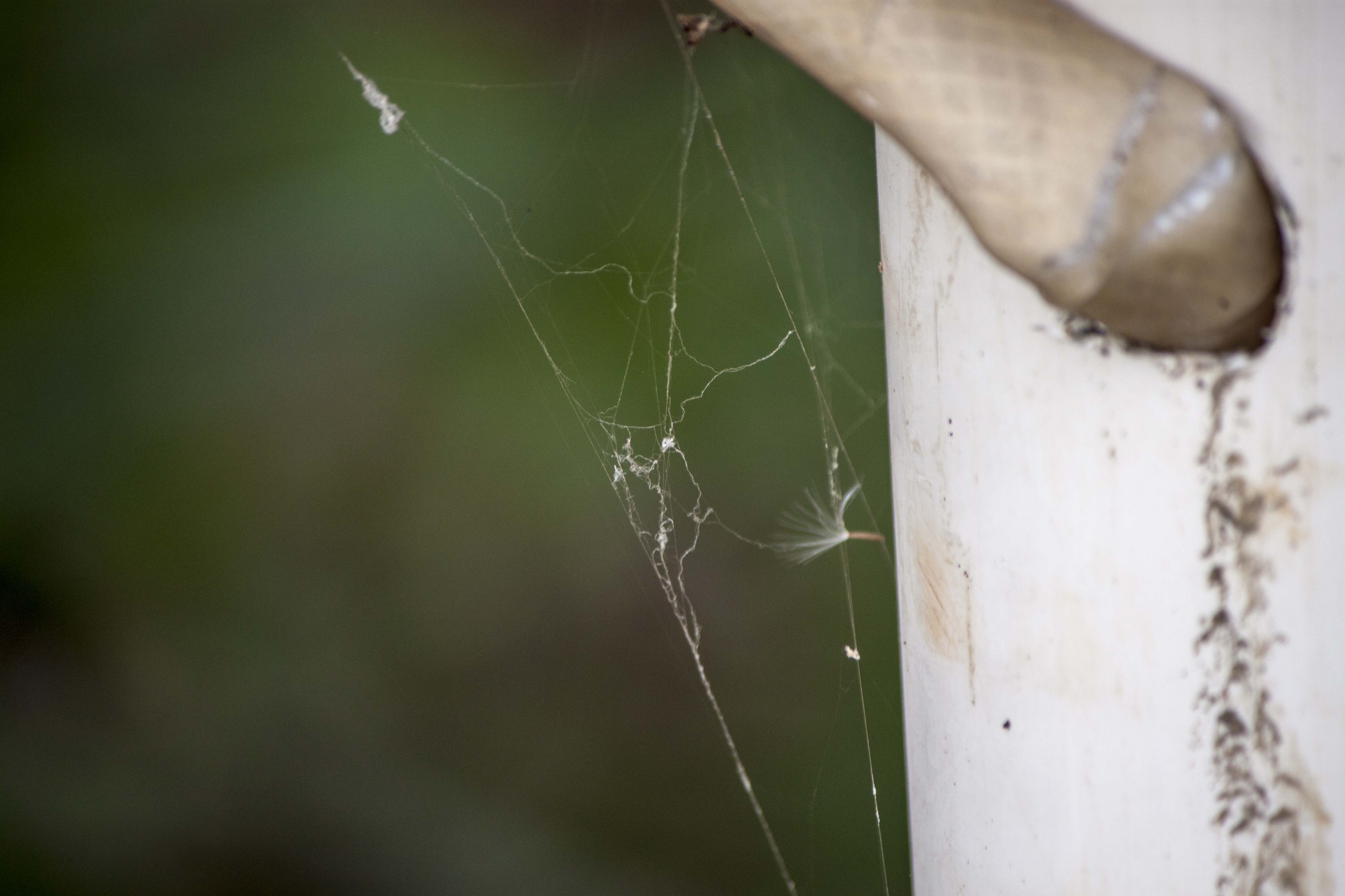 Cobweb on white pipe photo