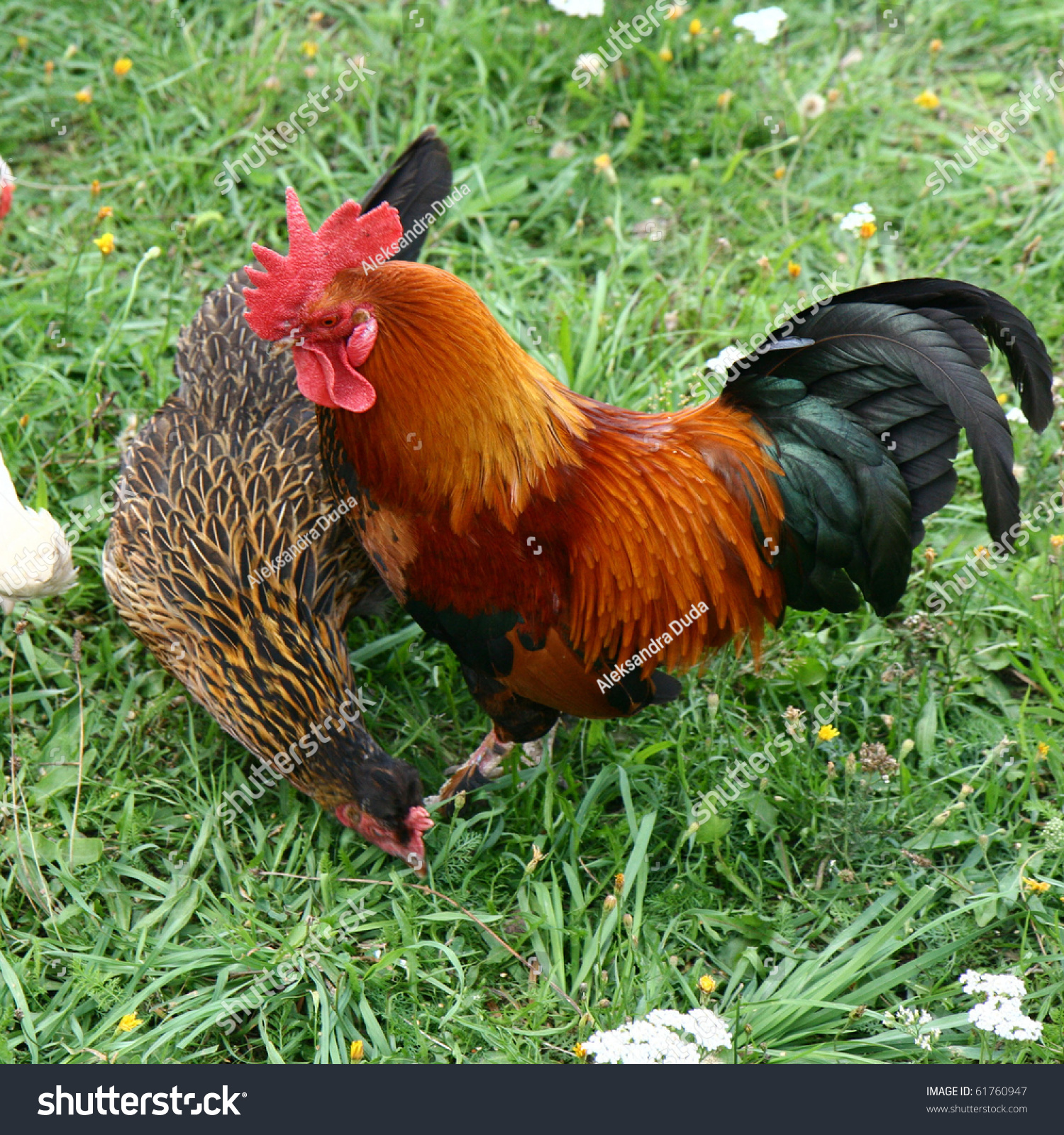Cock and hen photo