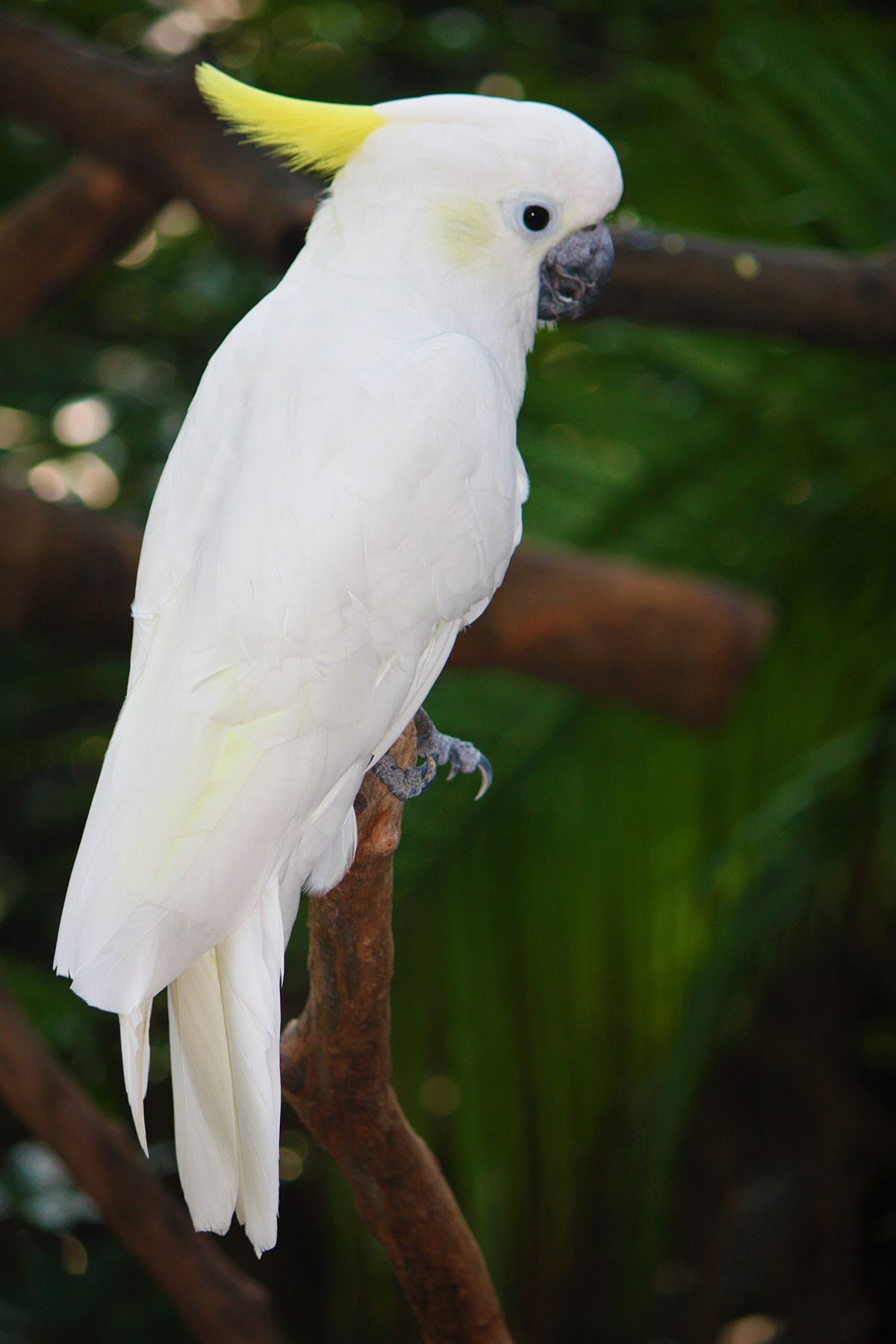 Yellow-crested cockatoo - Wikipedia