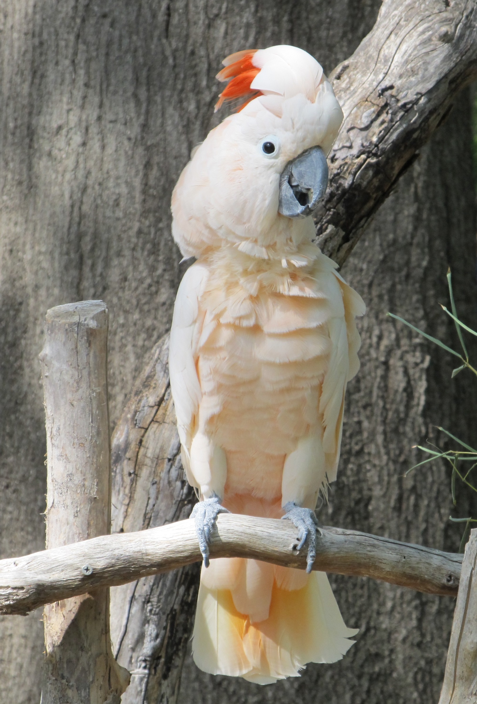 Cockatoo on the branch photo