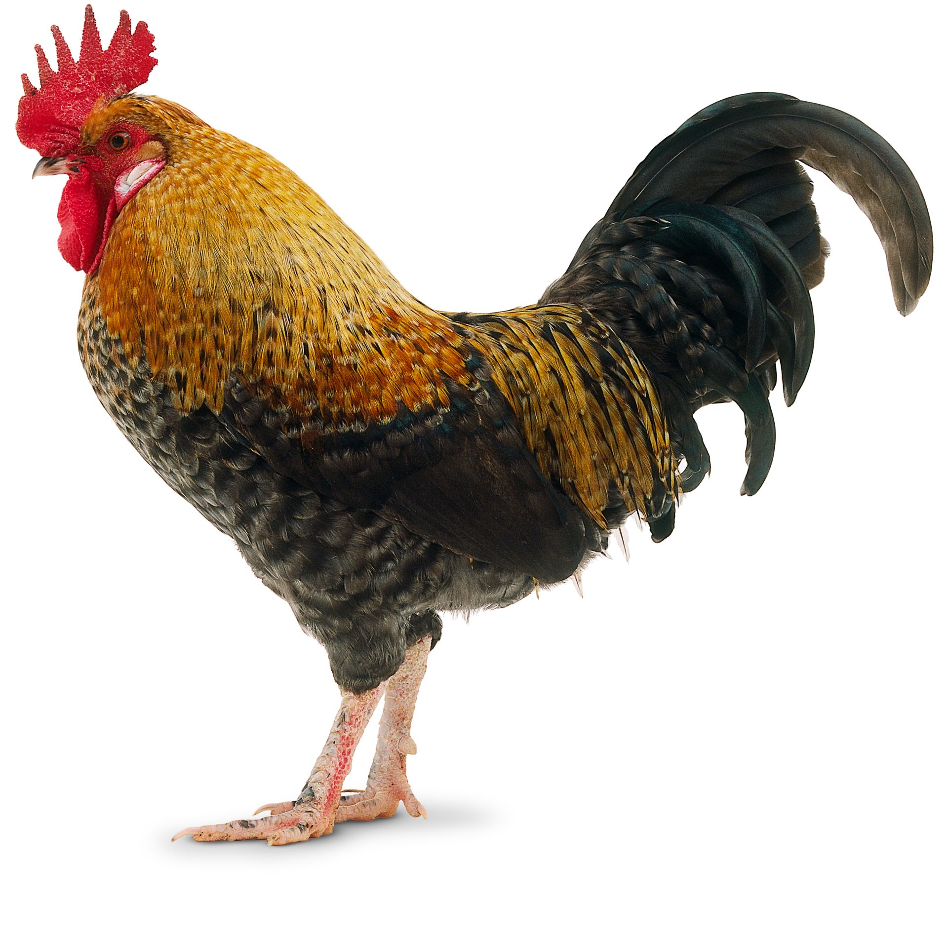 What Is A Cockerel? | Rooster Facts | DK Find Out