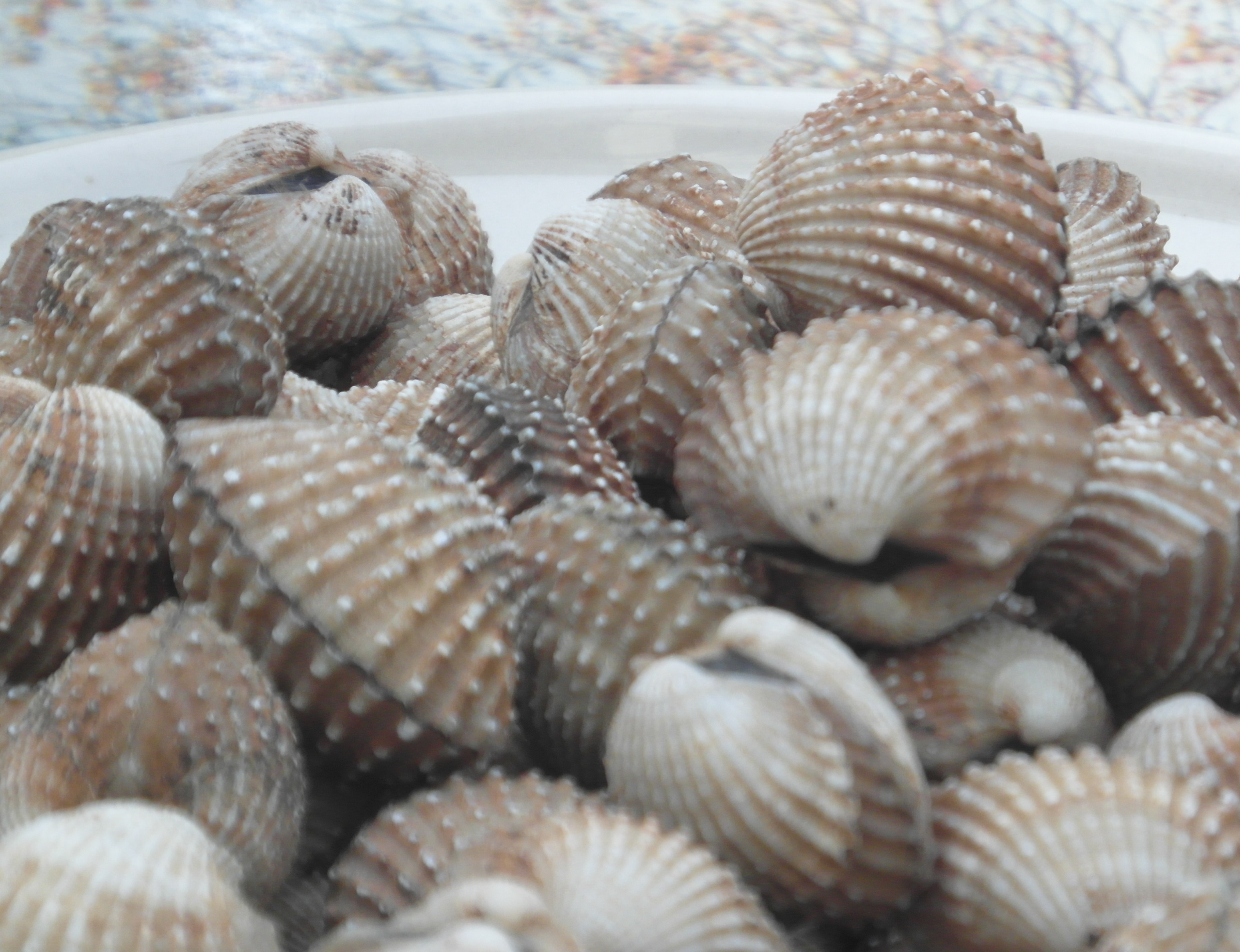 Cockles photo