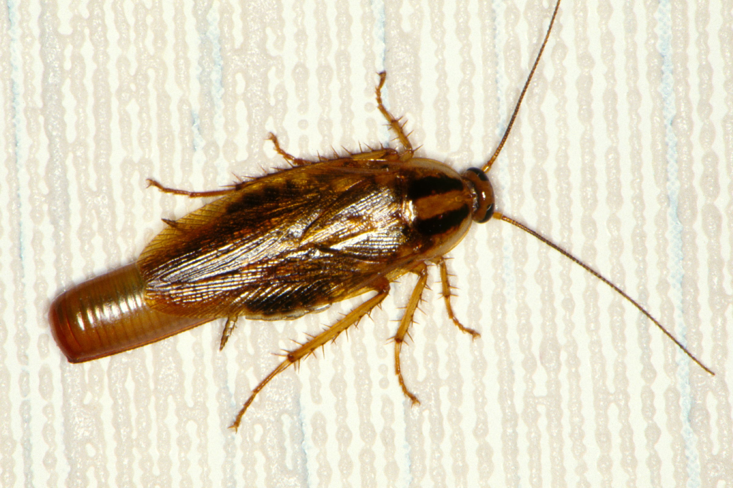 личинки тараканов домашних фото как выглядят