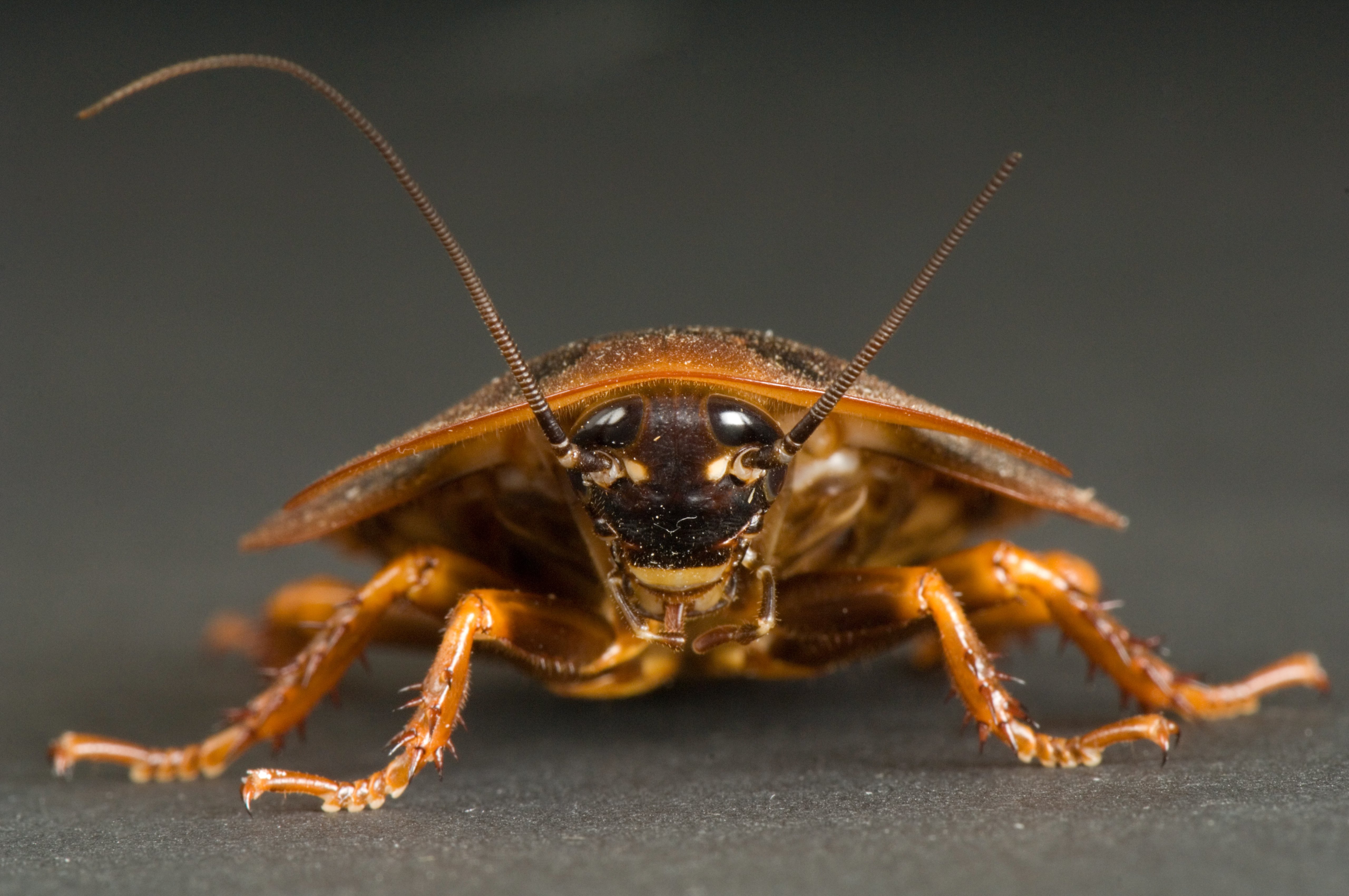 10 things you must know about cockroaches