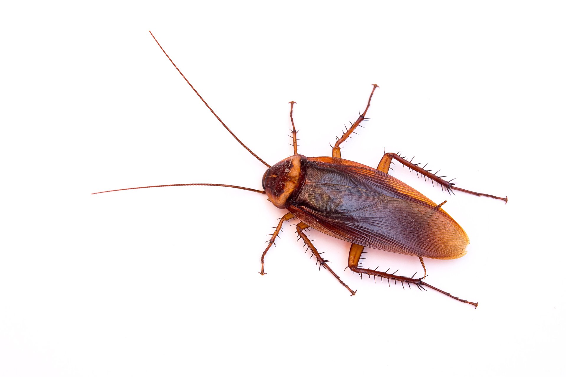 5 Interesting Cockroach Facts