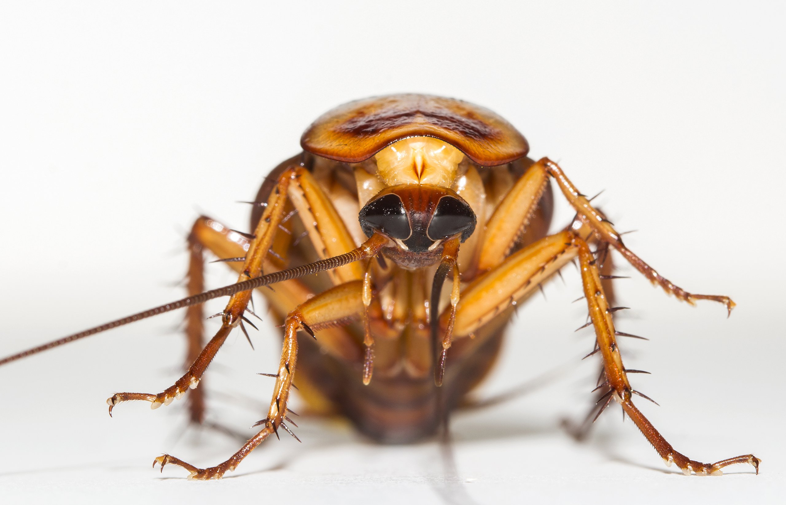 Cockroach Milk Could Be Good for You, Scientists Say | Time