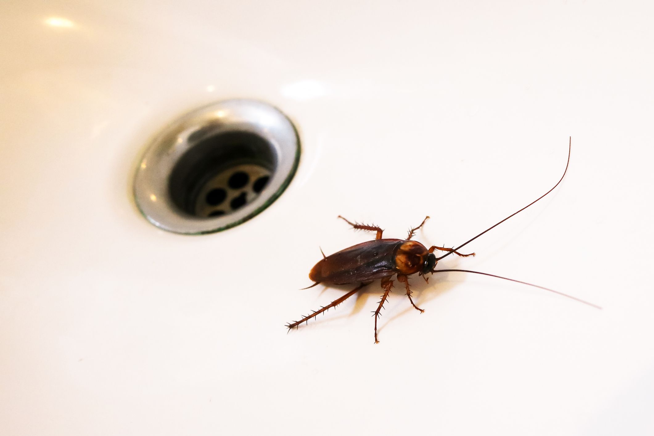 How to Get Rid of Roaches - How to Kill Cockroaches and Stop an ...