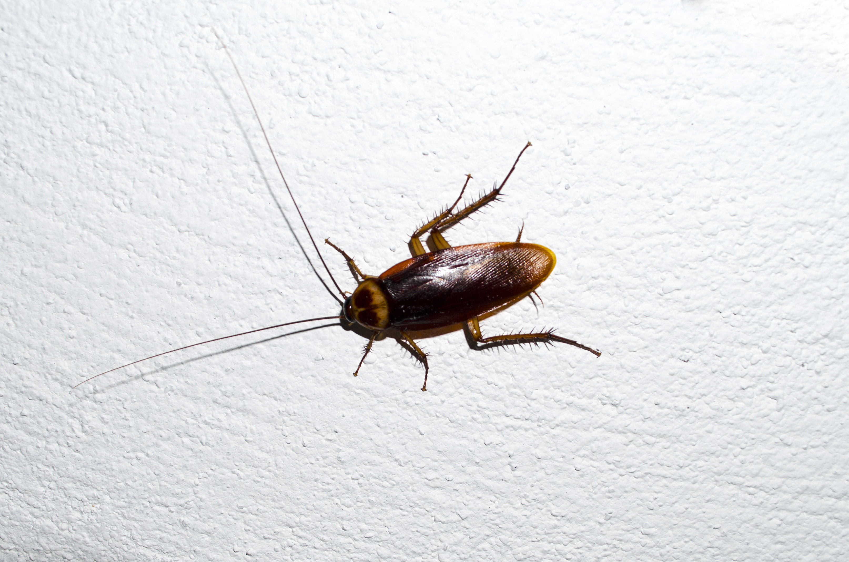 Cockroach photo
