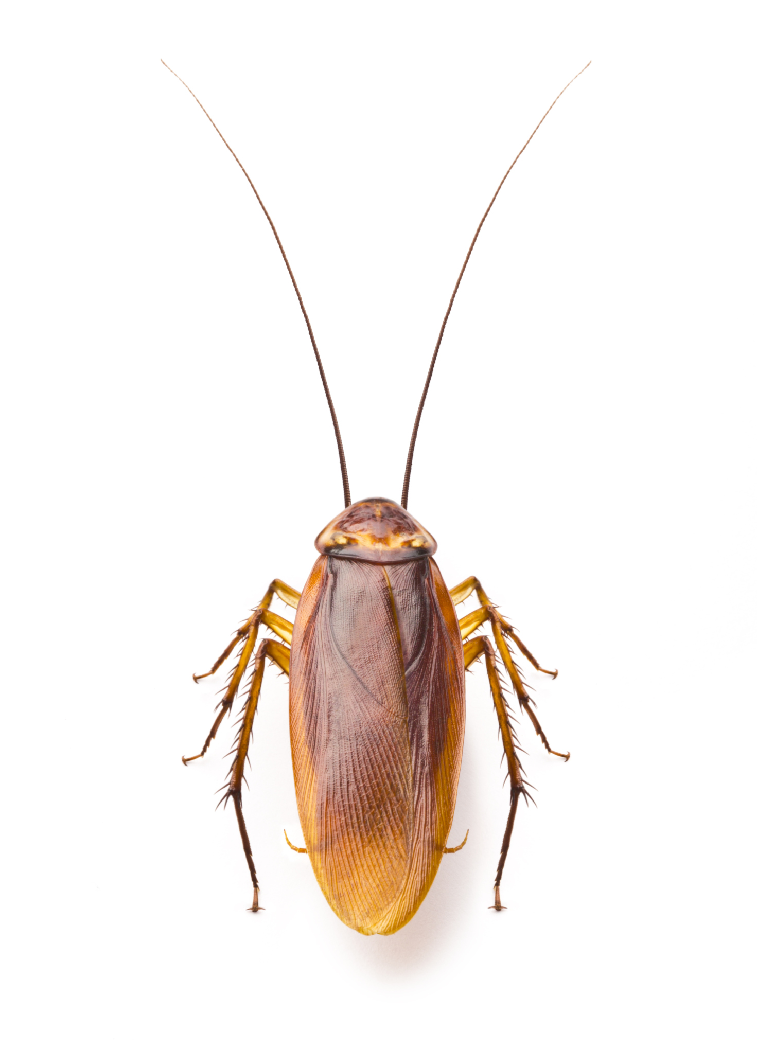 Cockroaches | Tri-County Health Department - Official Website