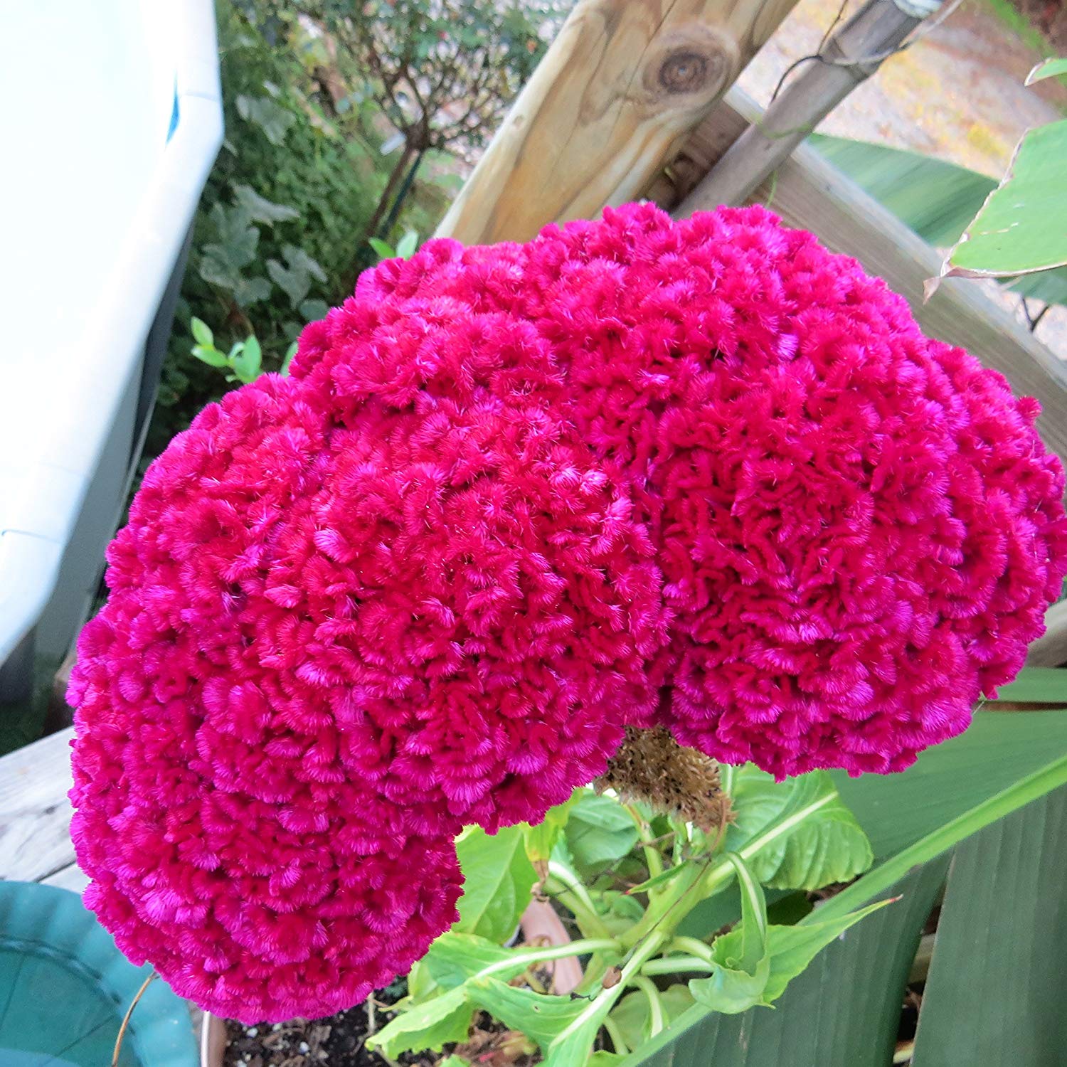 Amazon.com : *Giant COCKSCOMB-BLOOD RED*Showy* 100 seeds*RARE* #1023 ...