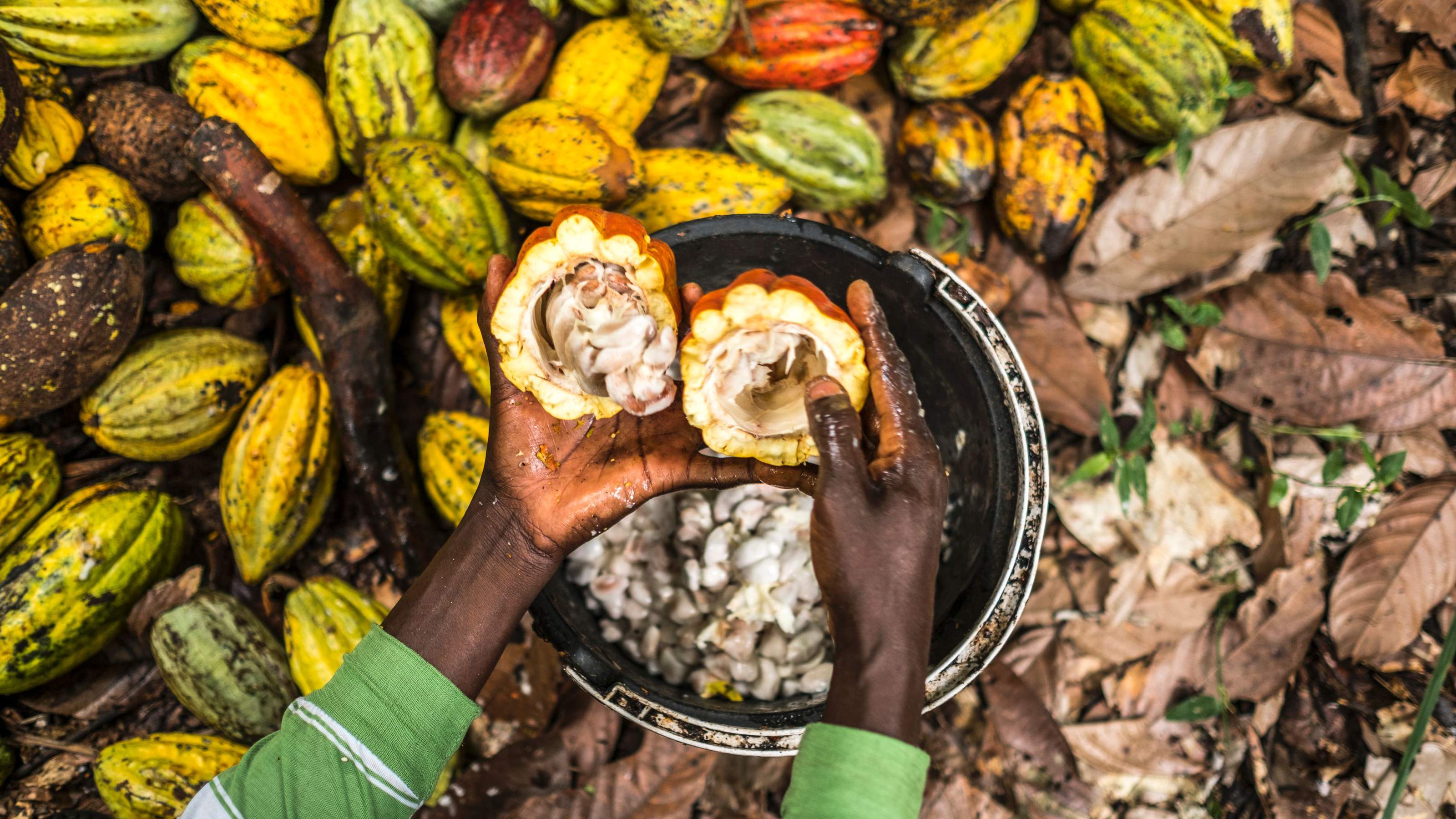 Cocoa trade, climate change and deforestation | resourcetrade.earth ...