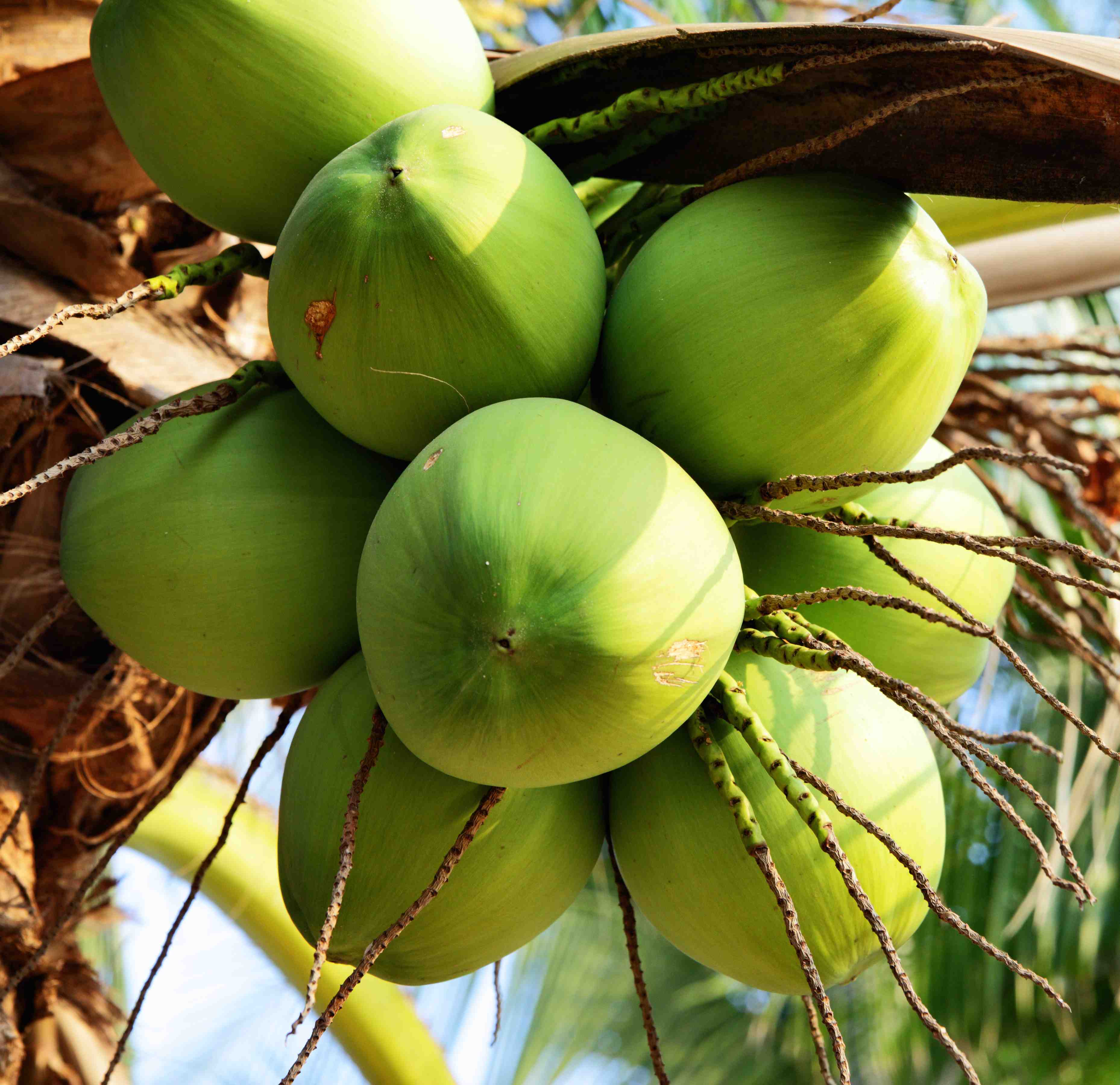 Кокос это ягода или орех. Кокос плод. Коконат Кокос. Dừa xiêm. Зеленый плод кокоса.