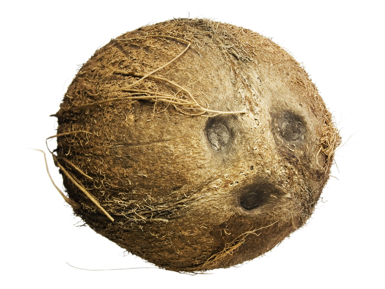 Coconut photo