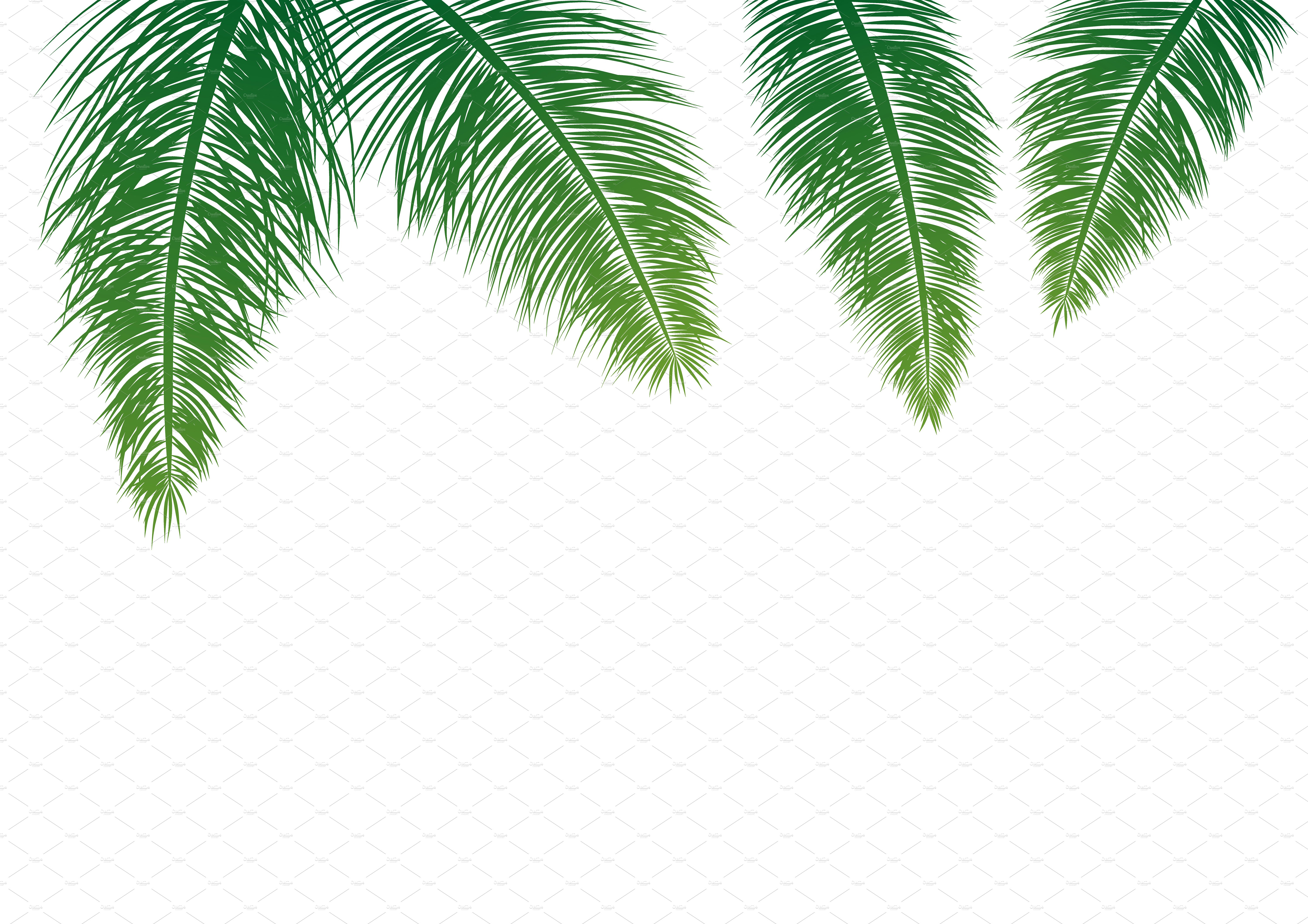 Coconut leaves on white background ~ Illustrations ~ Creative Market