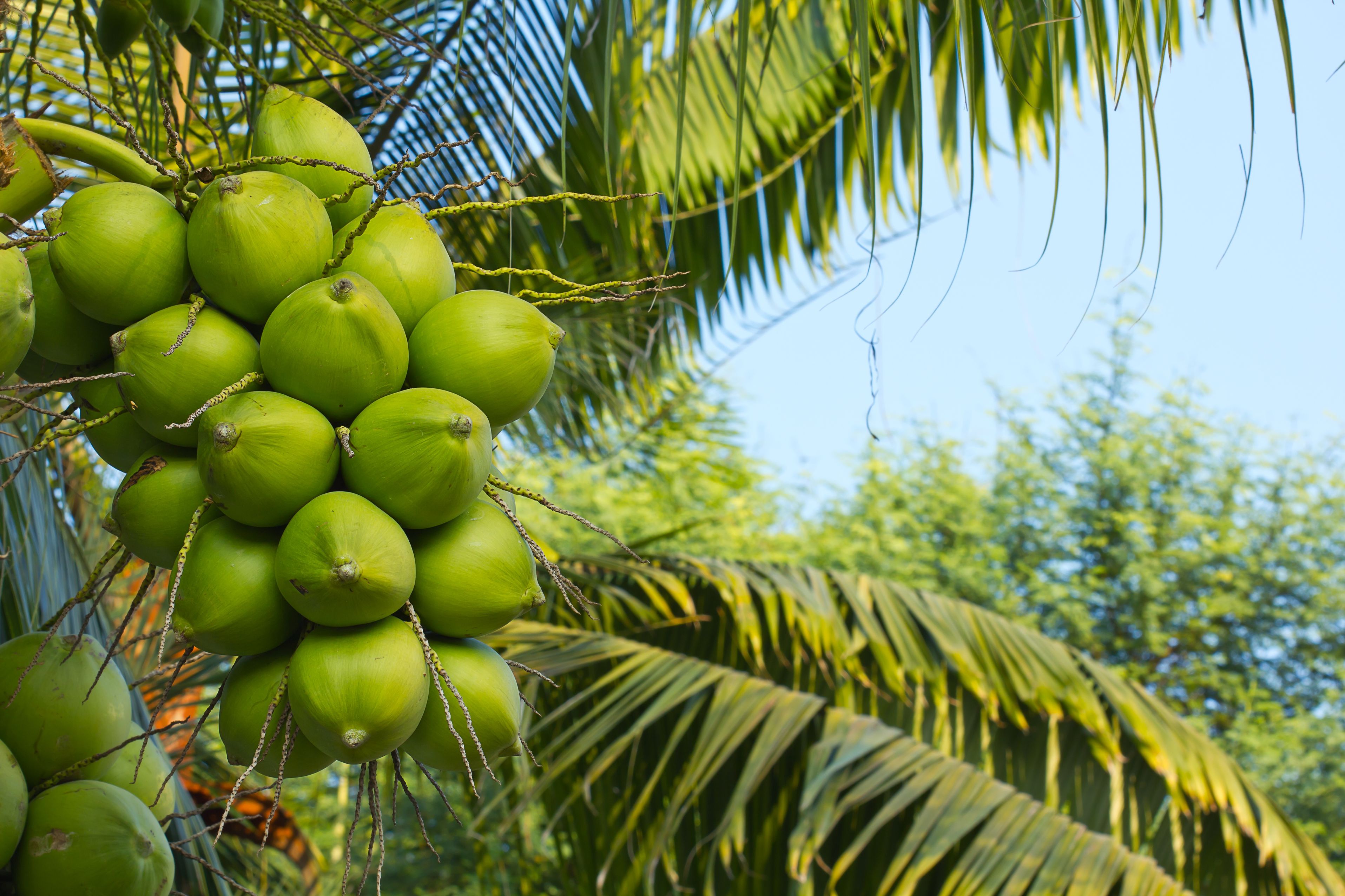 11915477 - close up on coconut tree with a bunch of green fruits ...
