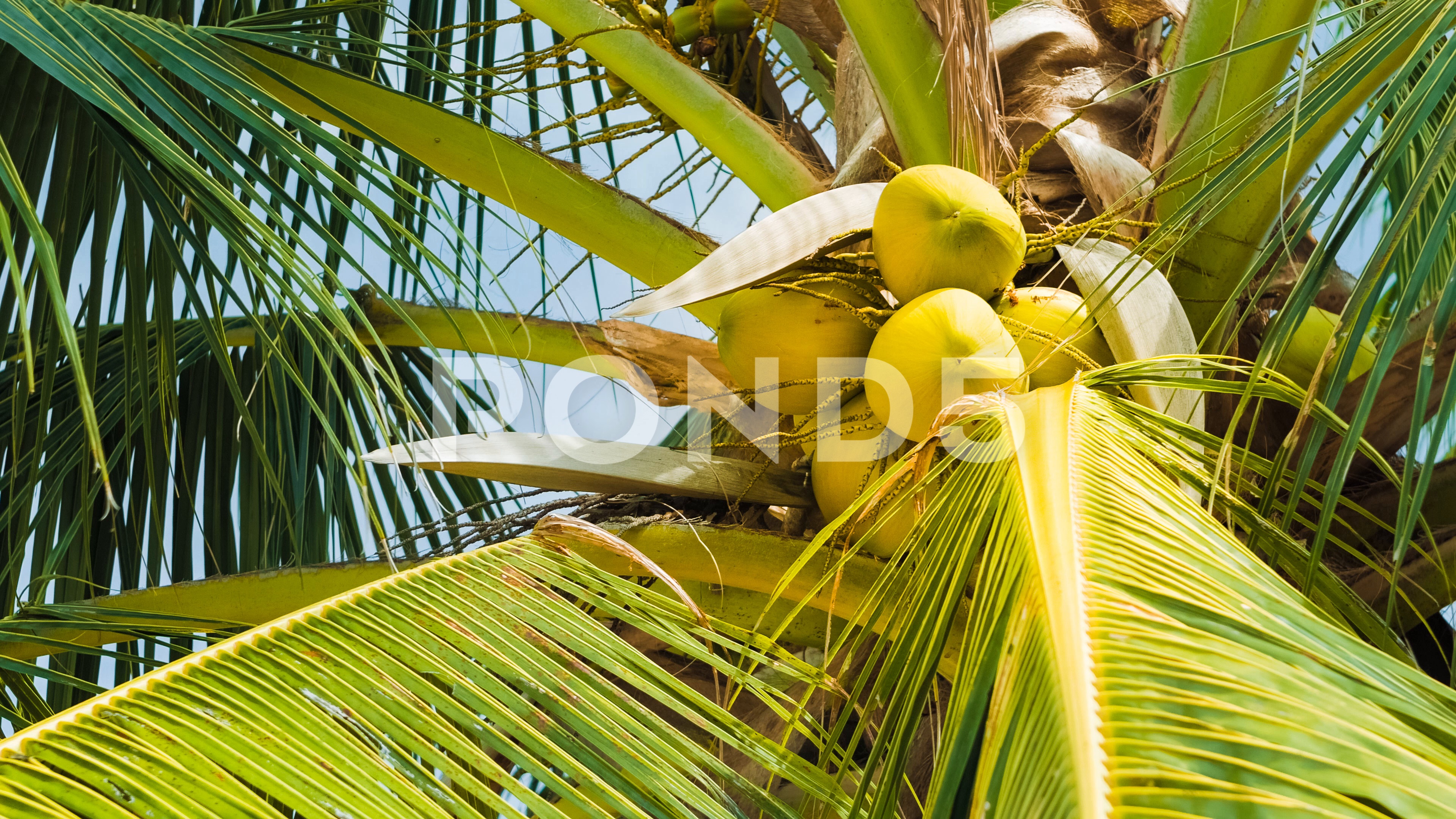 Bottom view of a coconut bunch on an palm tree in sunny dally light ...