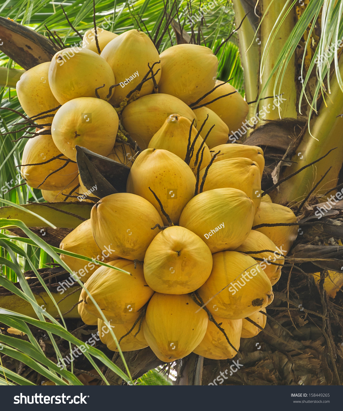Close Bunch Yellow Coconut Stock Photo 158449265 - Shutterstock