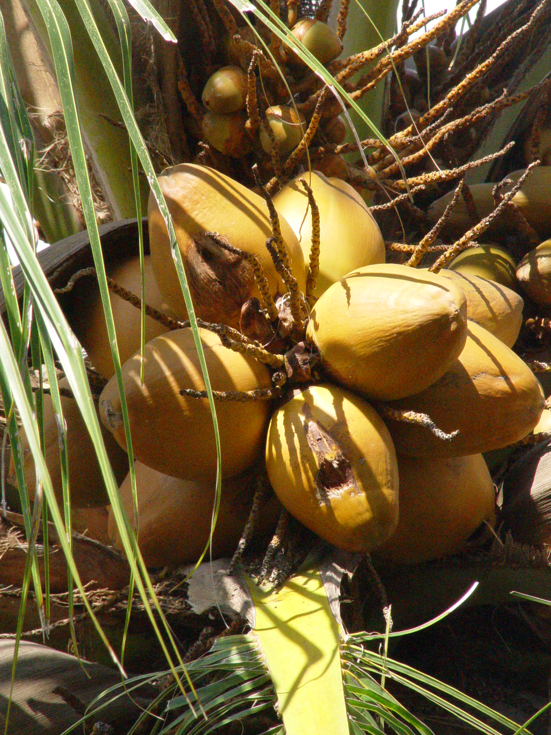 File:Coconut bunch in the tree.JPG - Wikimedia Commons