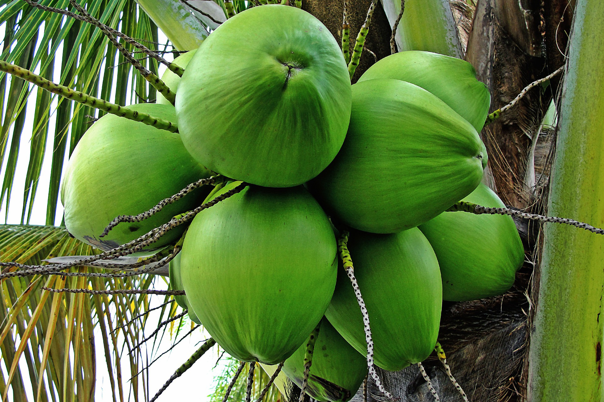 Free photo: Coconut bunch - Appetizing, Leaf, Water - Free Download - Jooinn