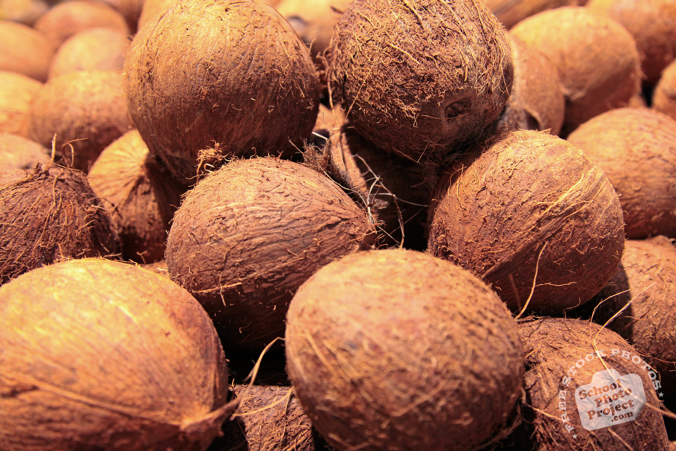 Coconuts, FREE Stock Photo, Image, Picture: Coconut, Tropical Fruit ...