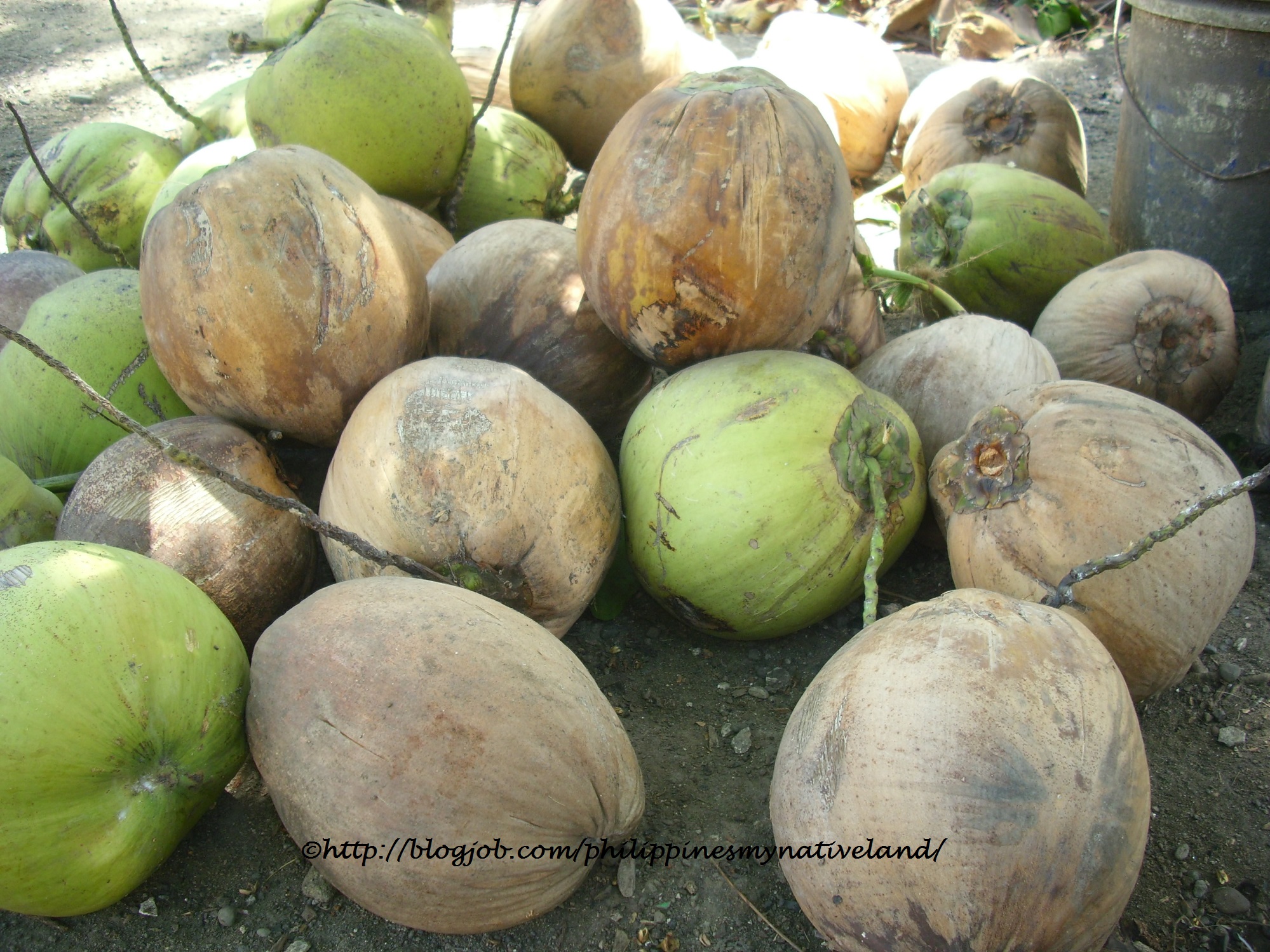 Ways of Using Coconut Fruits – Philippines My Native Land