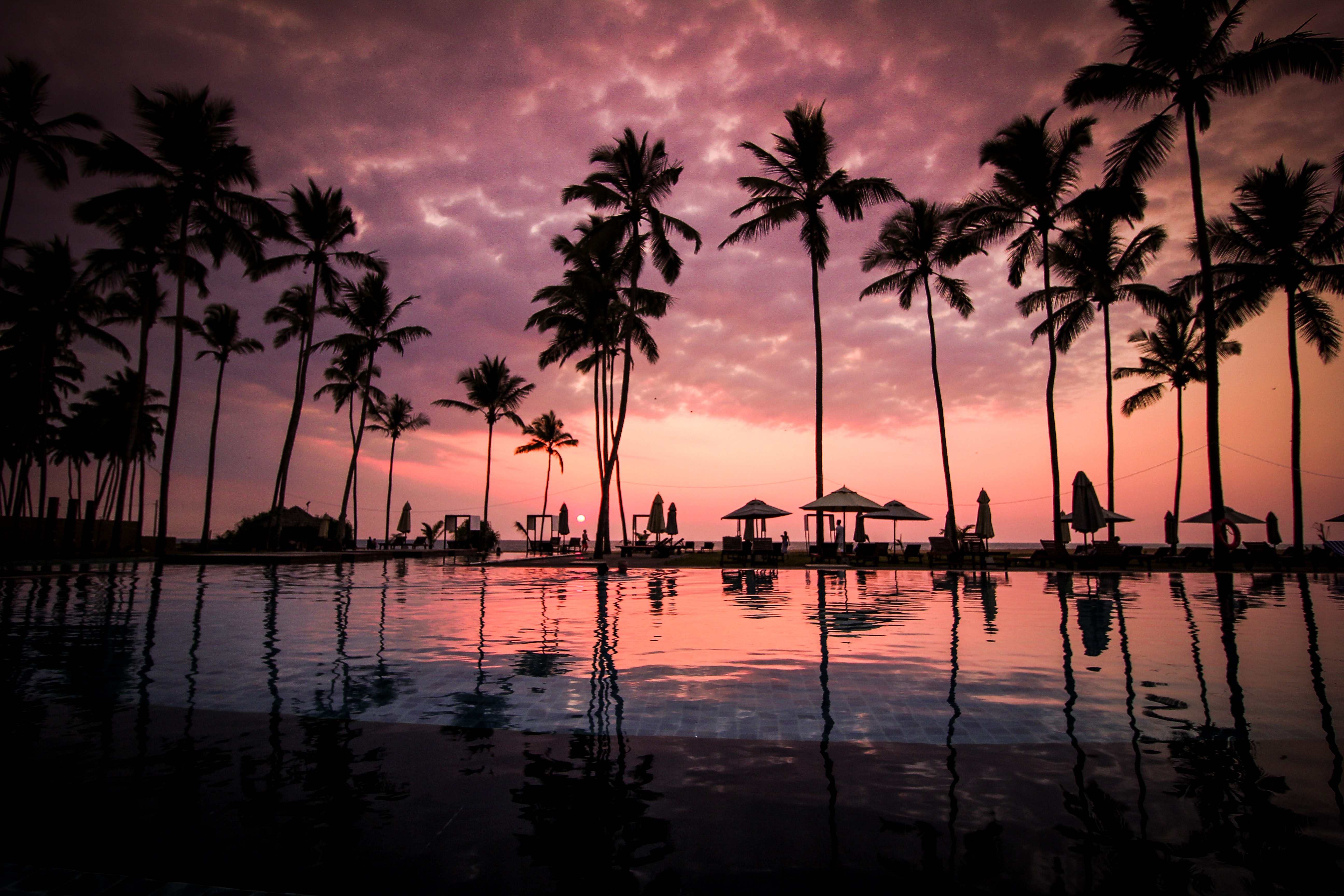 Coconut palm tress beside calm lake silhouette photo