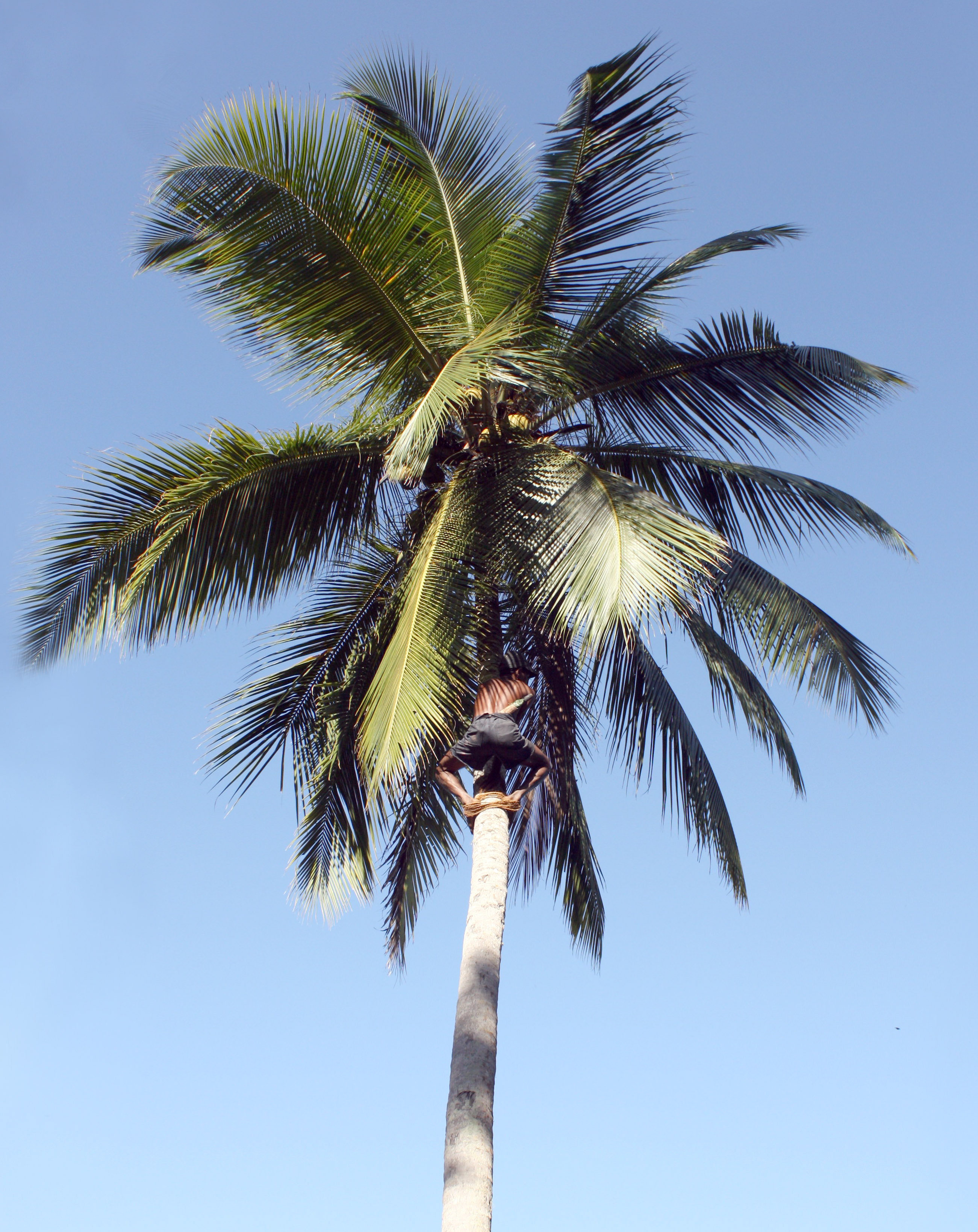 Coconut plucker photo