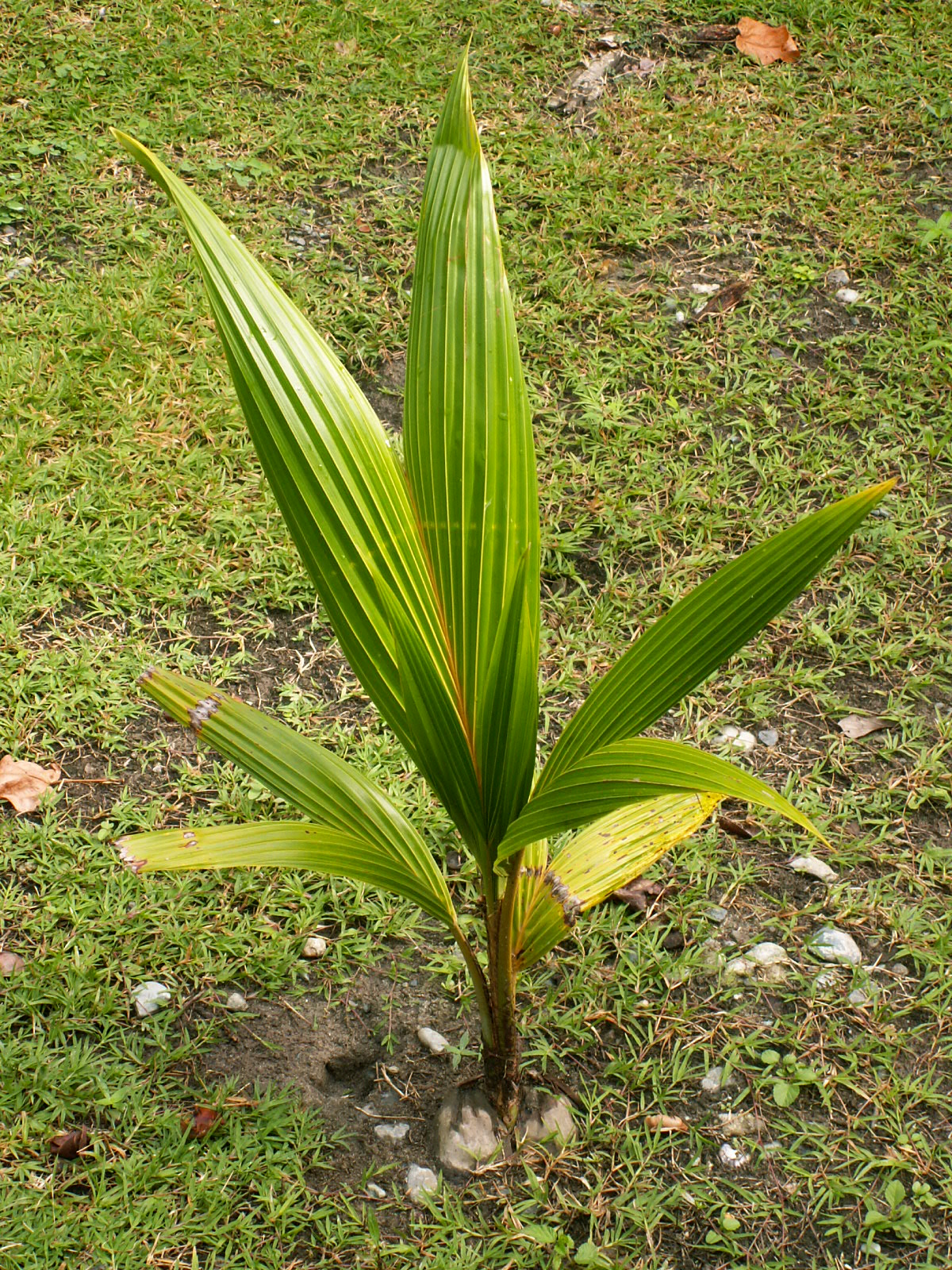 coconut-palm-seedling