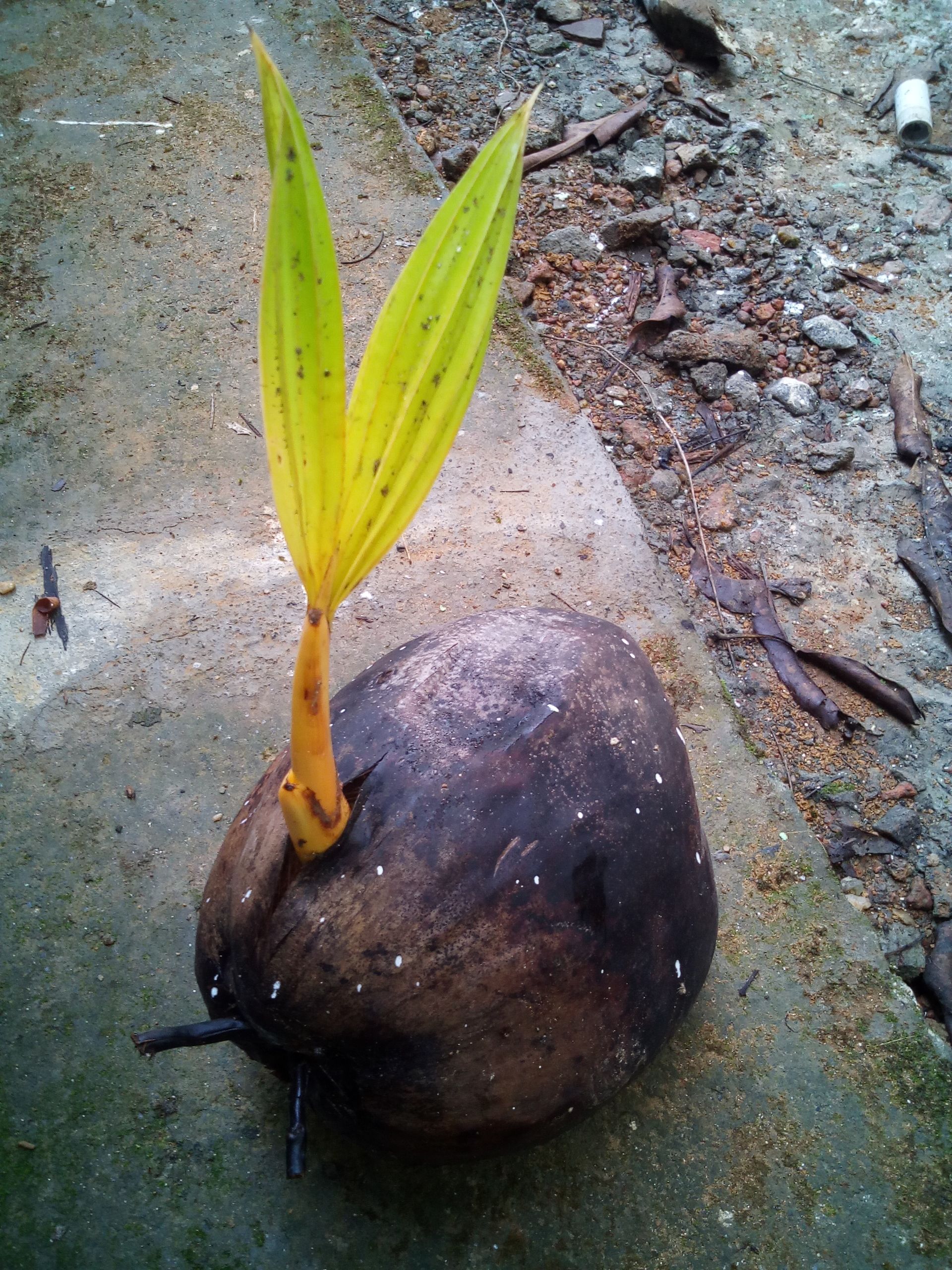 File:Coconut seedling.jpg - Wikimedia Commons