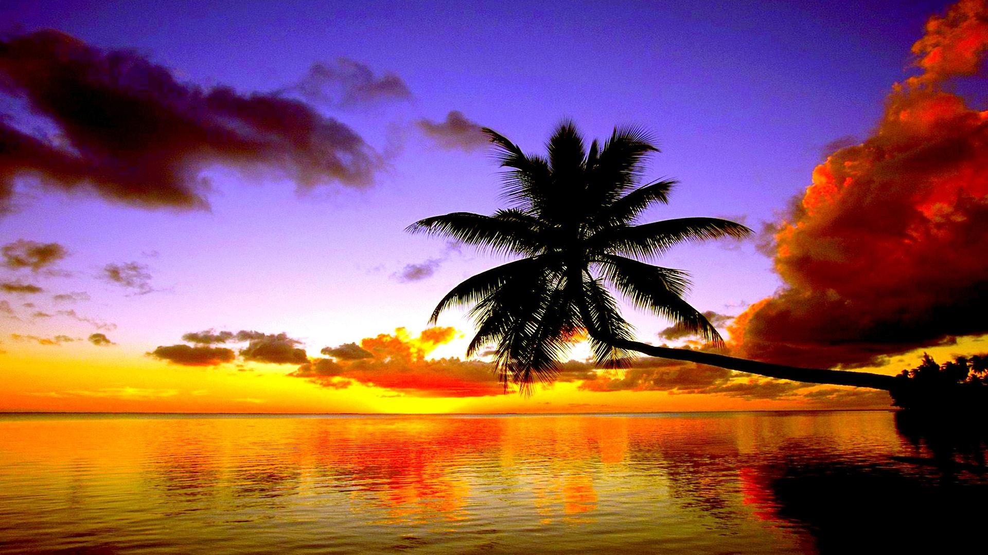 Coconut tree sunset wallpaper | (44912)