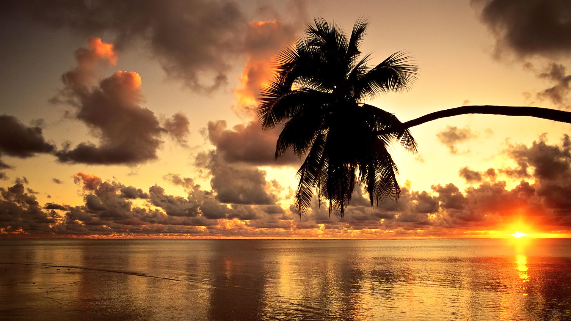 Download Free Coconut Sunset HD Wallpaper for Mobile and Desktop ...