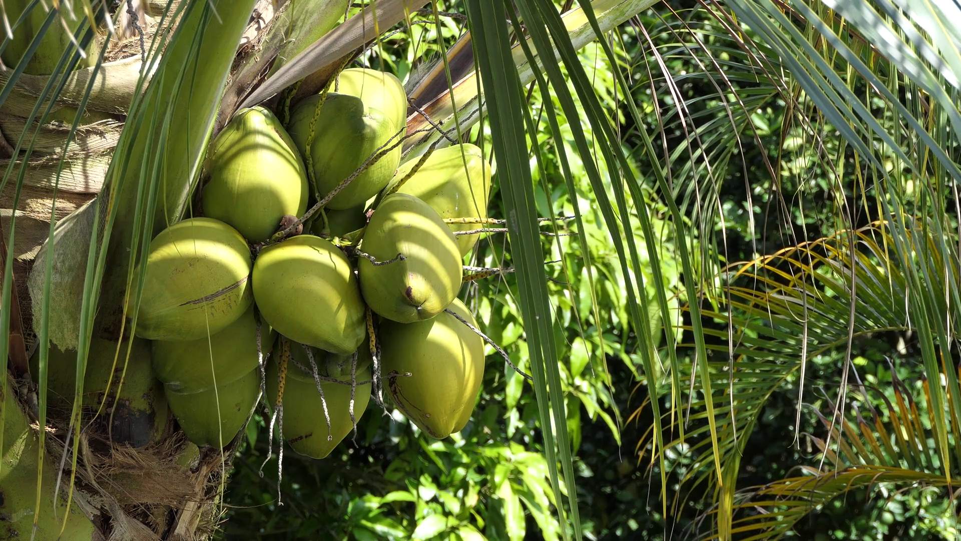 coconut tree nicole mp3 download