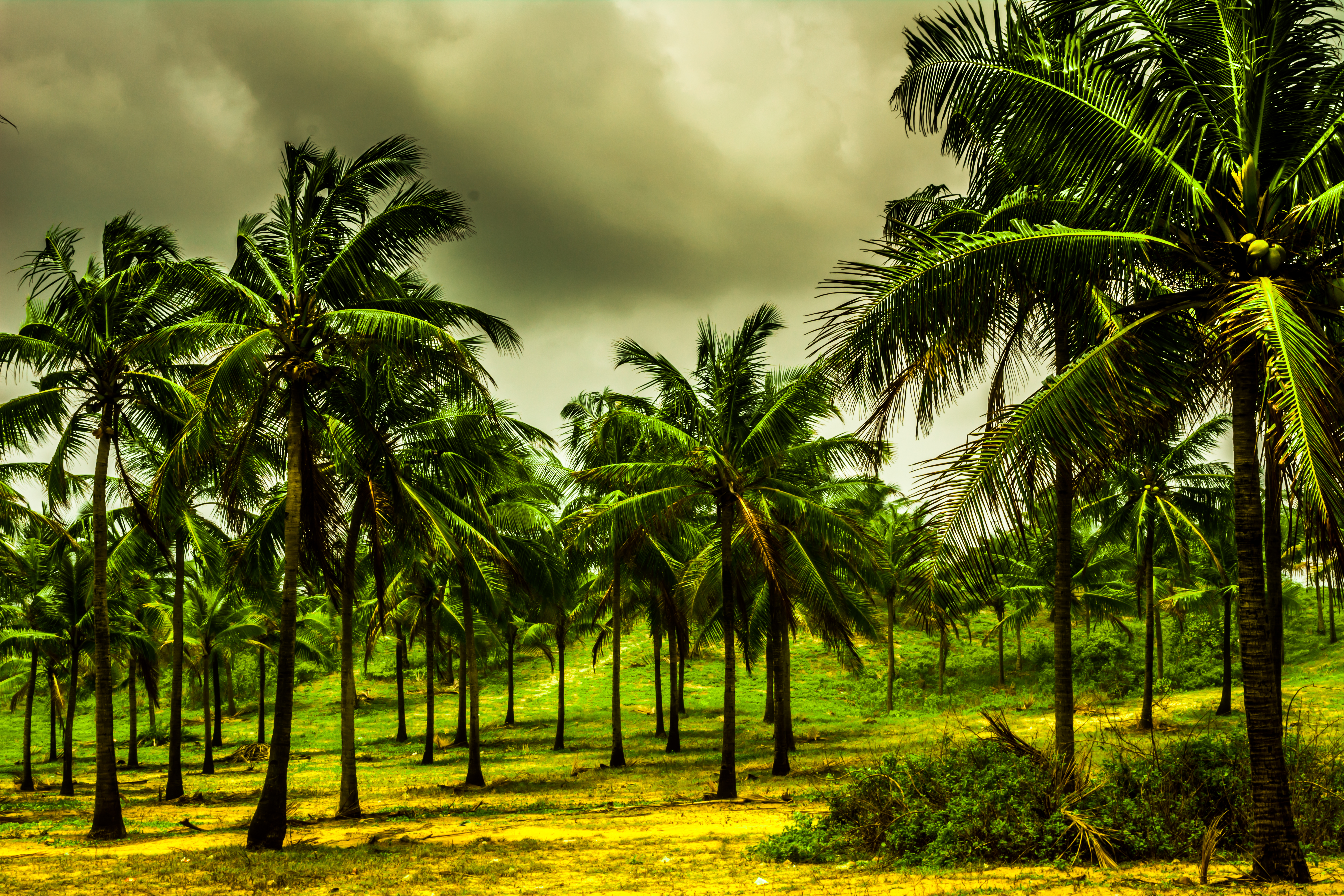 File:Goa Coconut tree.jpg - Wikimedia Commons