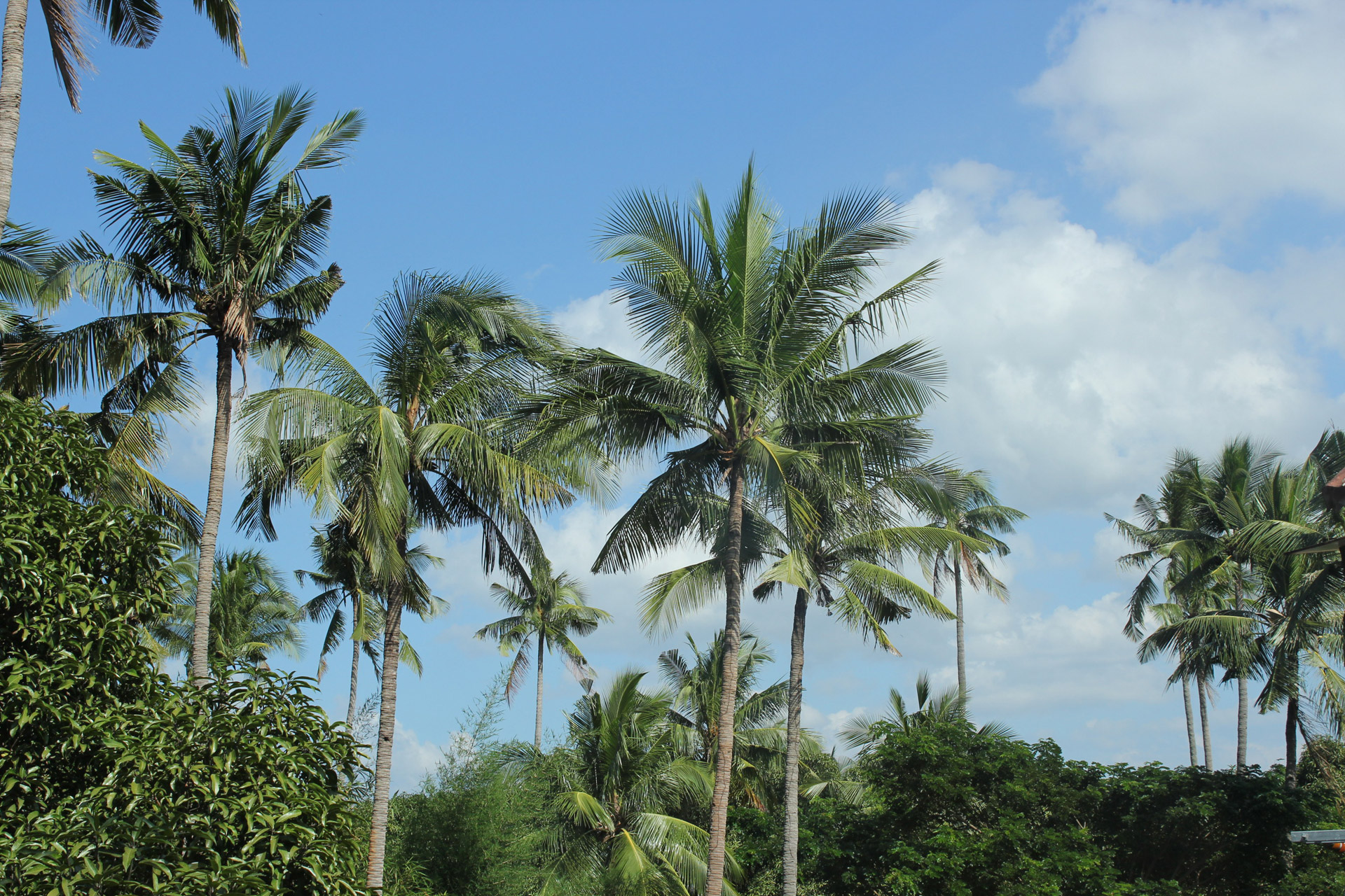 Coconut Trees Free Stock Photo - Public Domain Pictures