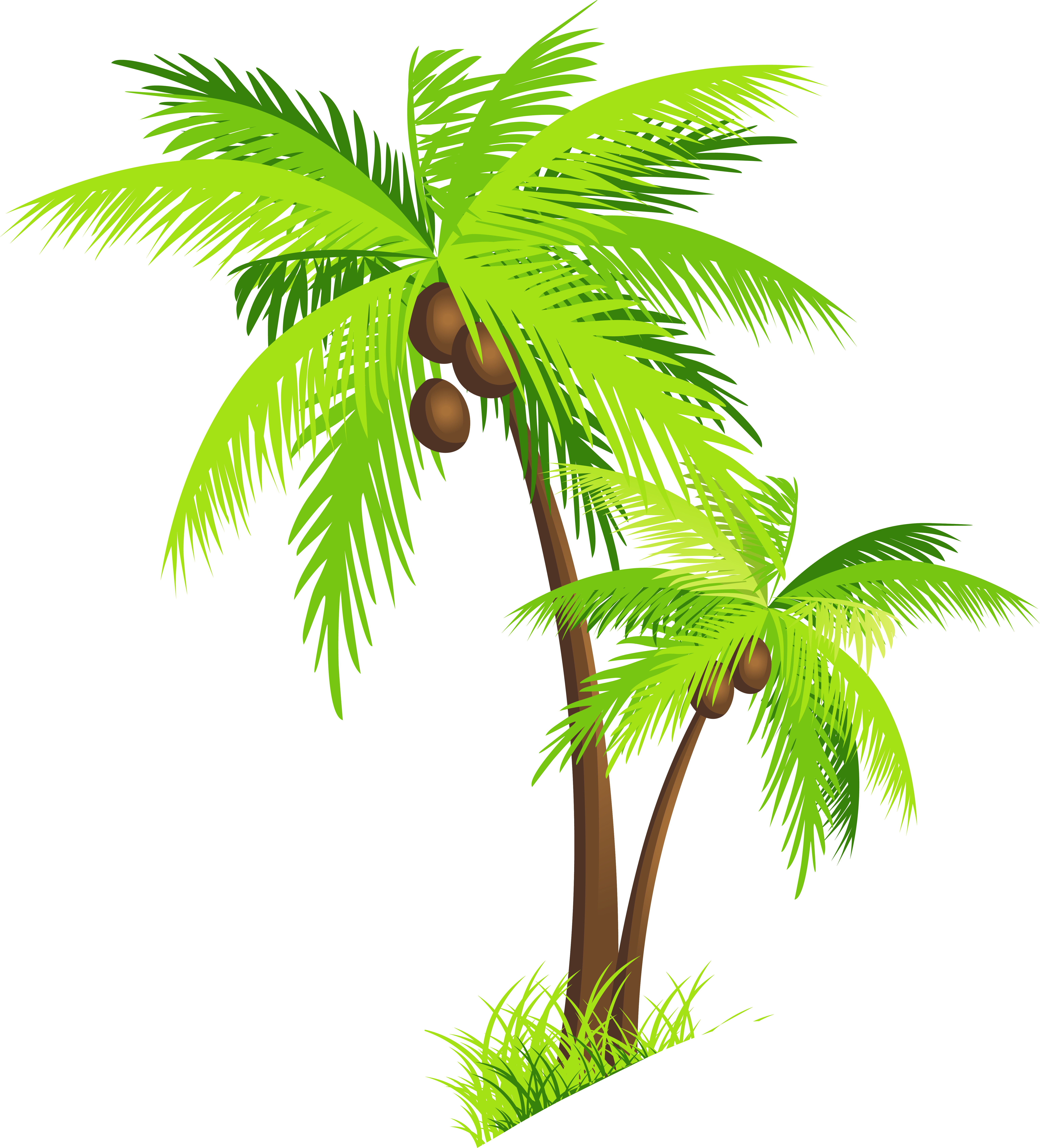 Coconut Tree Free Clipart