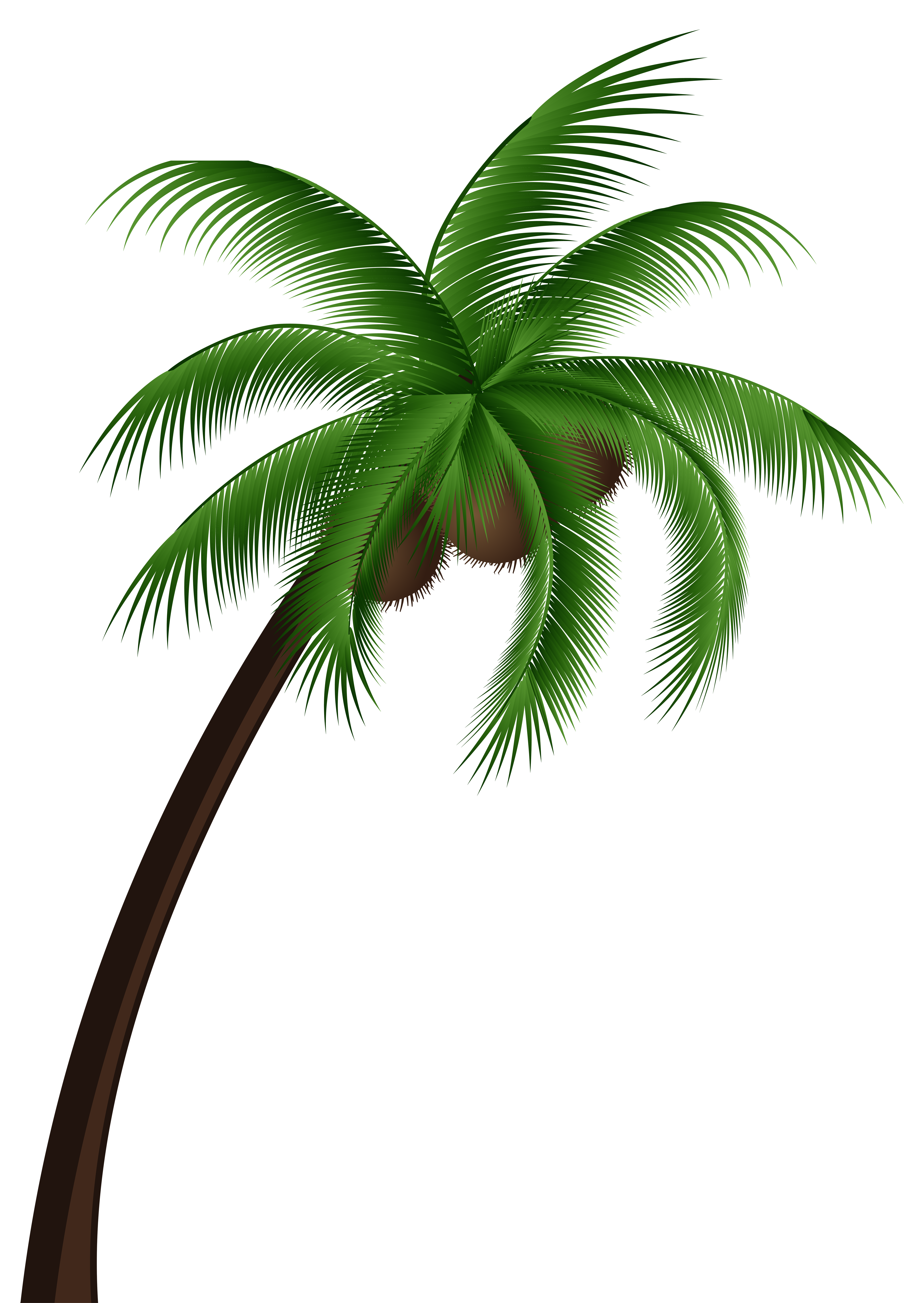 Coconut Palm Tree PNG Clip Art - Best WEB Clipart