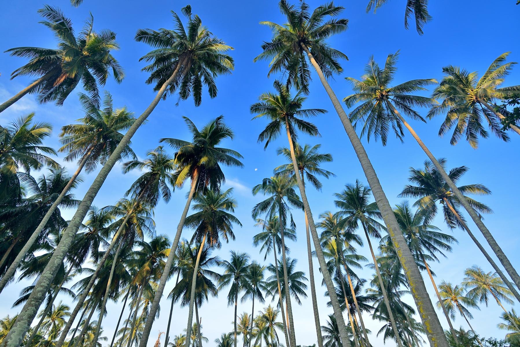 Coconut Palm - KHAO SOK National Park, Thailand