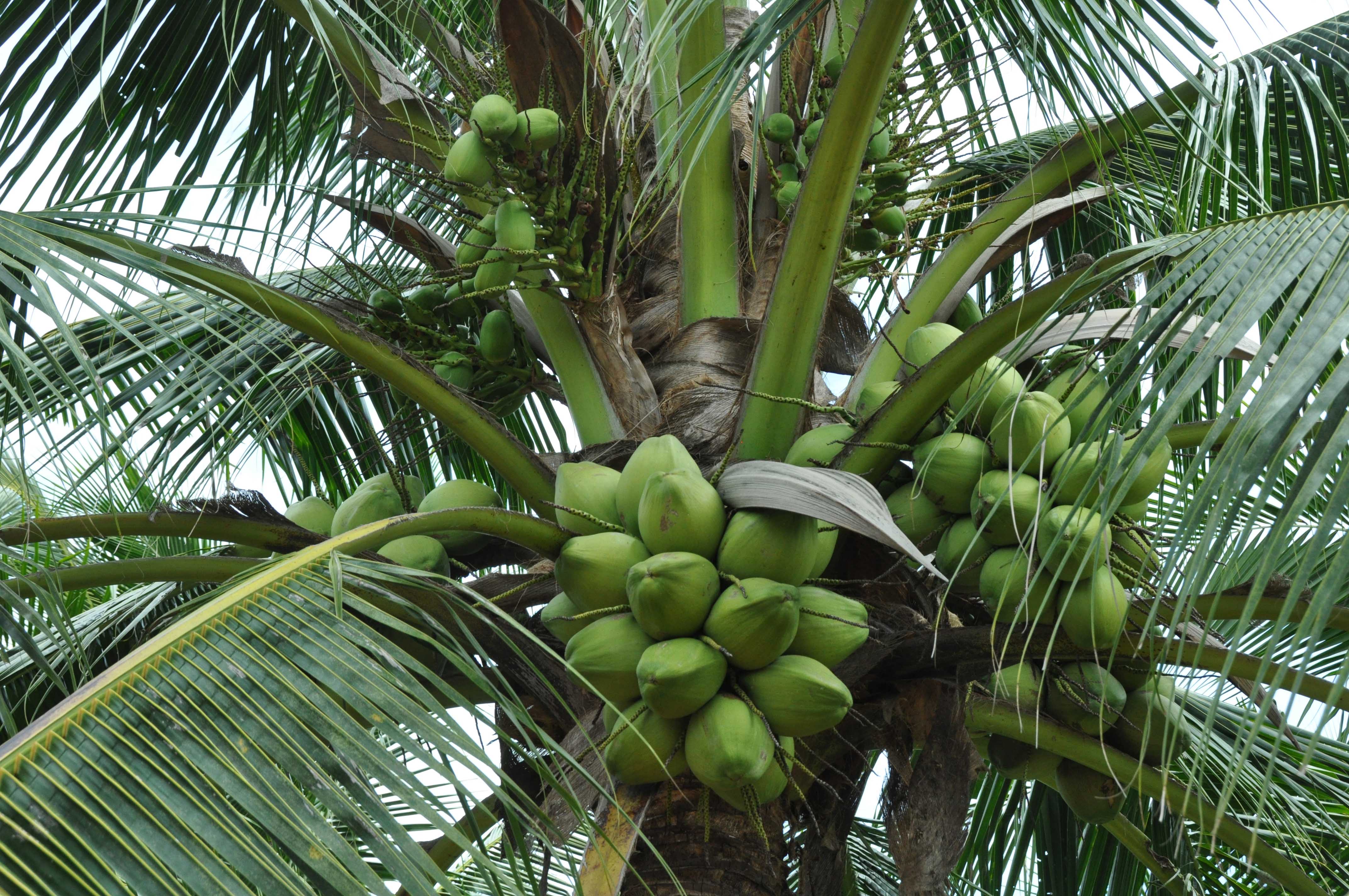Coconut Tree With Coconut / Earthflora > Coconut Palms > 15' Coconut