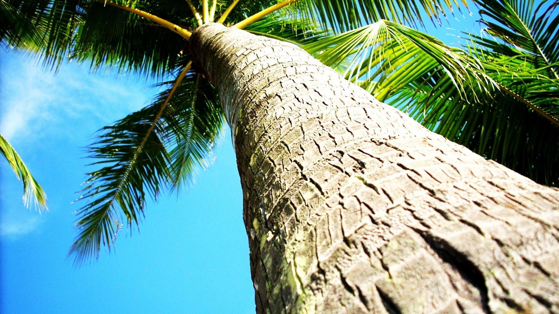 Coconut tree background photo