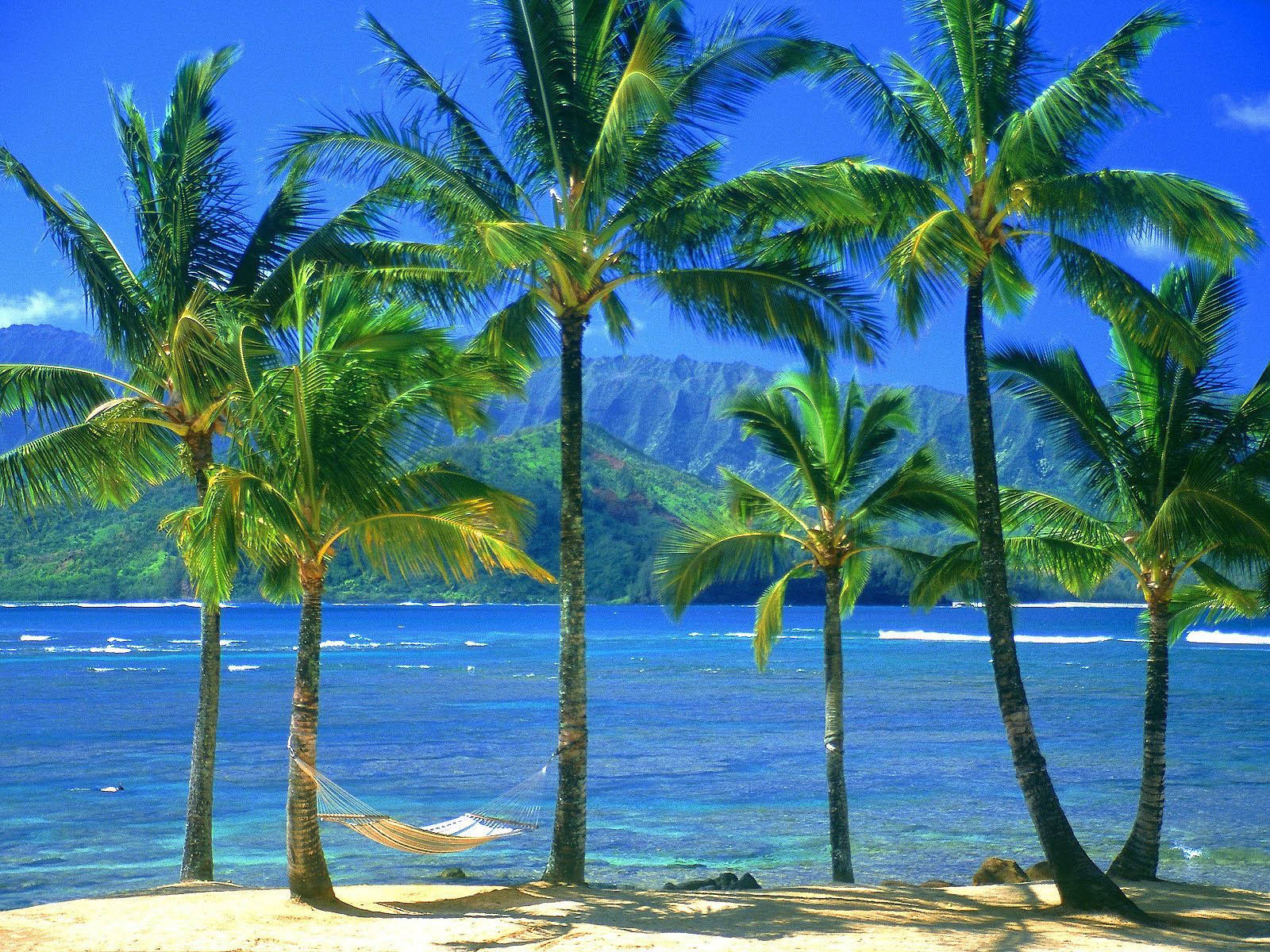Wallpaper Coconut Tree Wallpapers Outstanding Images | transitionsfv